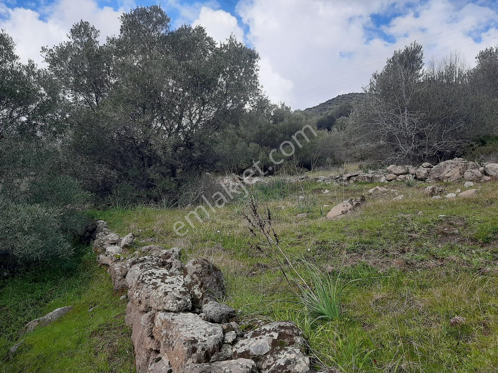Çeşme-izmir Karayoluna Cepheli Yatırıma Uygun Zeytinlik