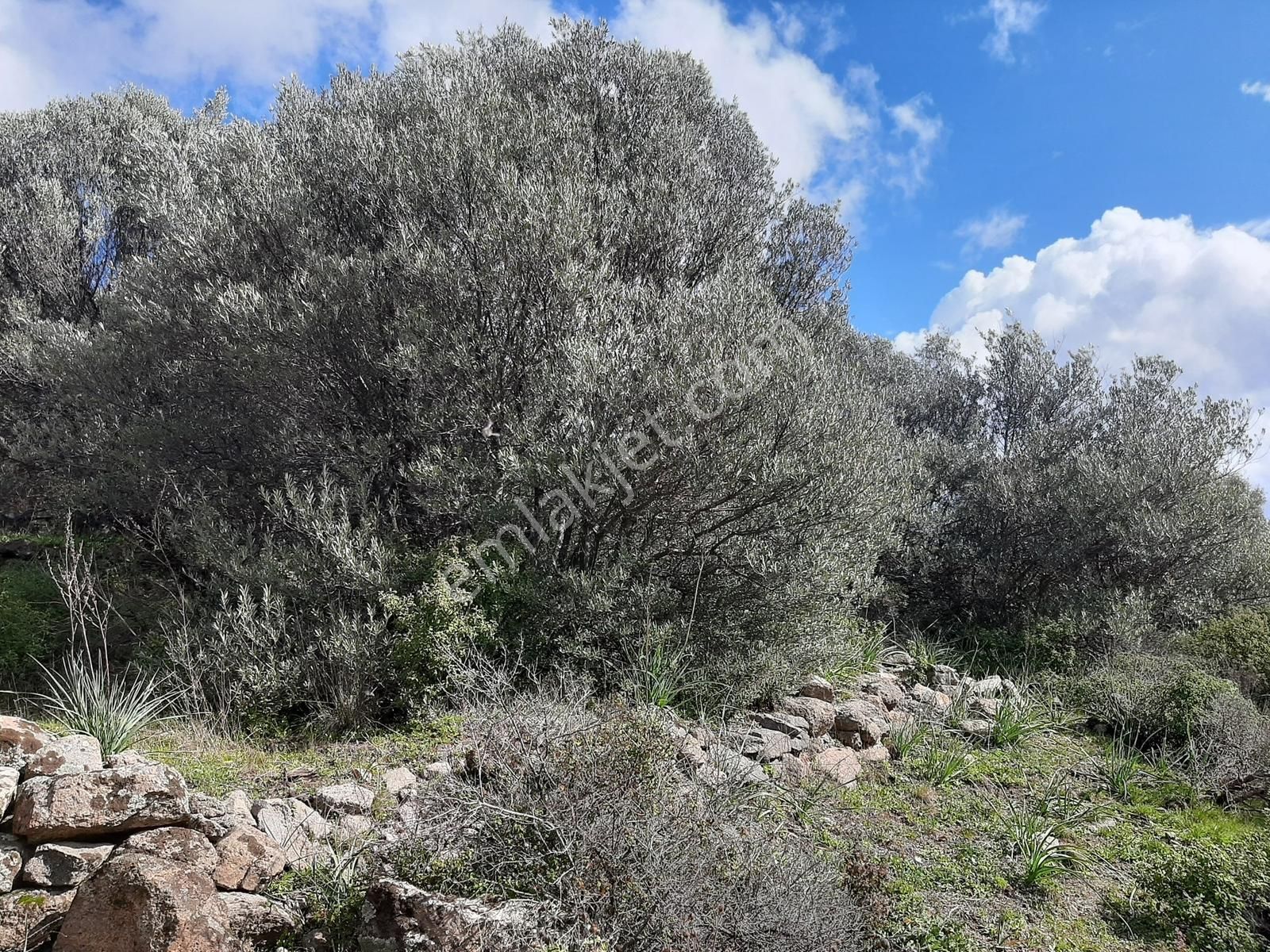 Çeşme-izmir Karayoluna Cepheli Yatırıma Uygun Zeytinlik - Görsel 8