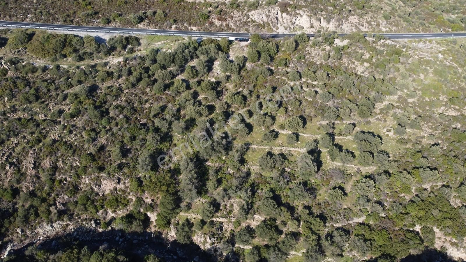 Çeşme-izmir Karayoluna Cepheli Yatırıma Uygun Zeytinlik - Görsel 3