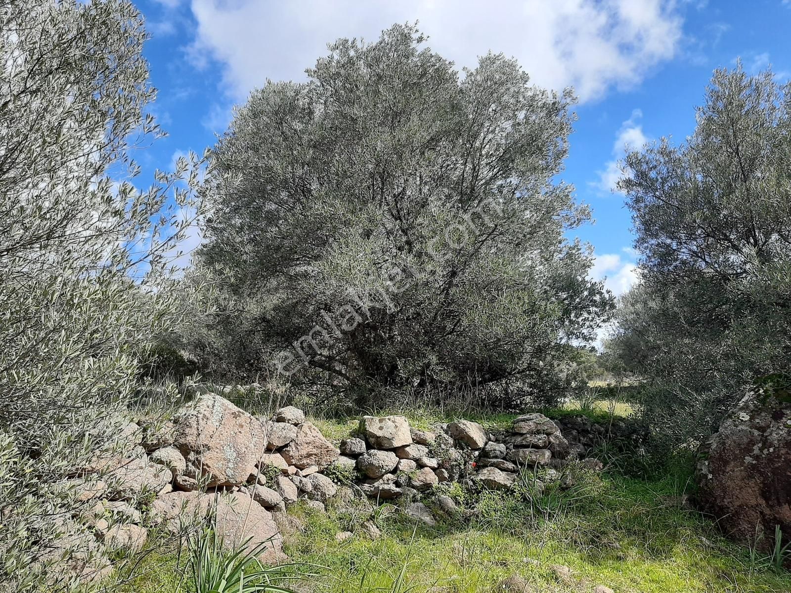 Çeşme-izmir Karayoluna Cepheli Yatırıma Uygun Zeytinlik - Görsel 6
