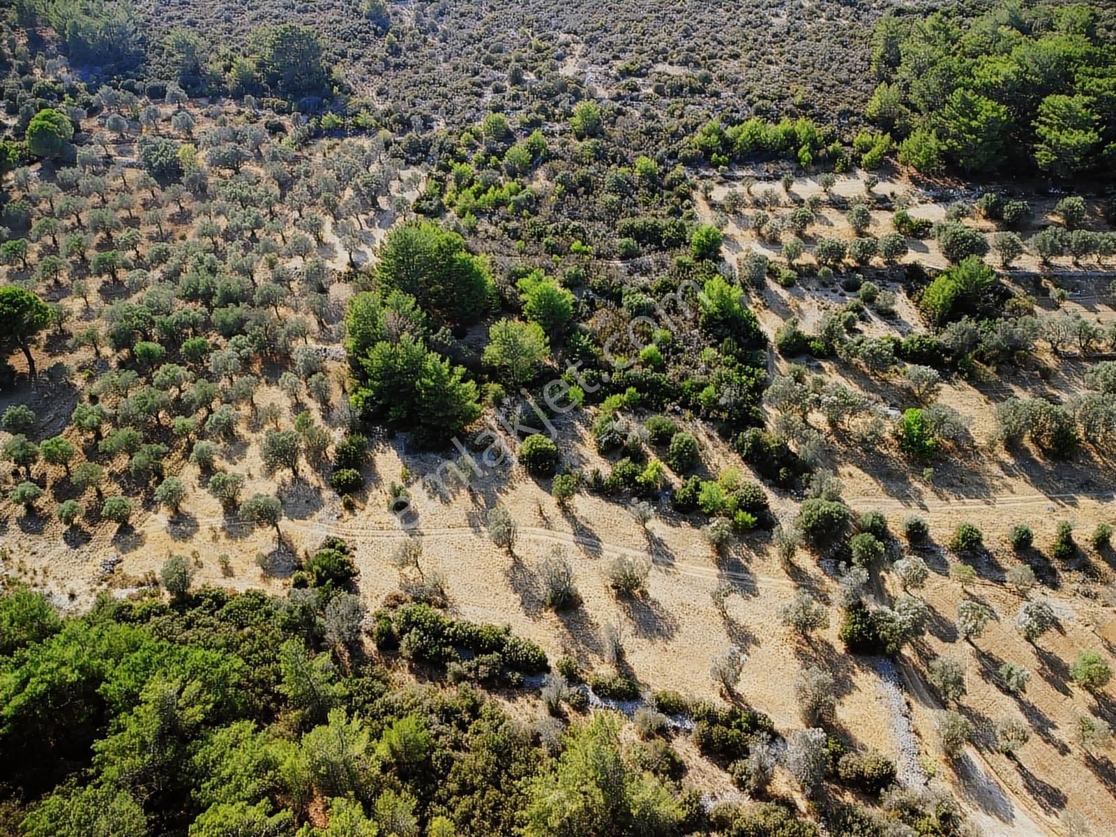 Barbaros Köyünde İki Tarafı Ormana Cepheli 1.2 Ha Zeytinlik - Görsel 6