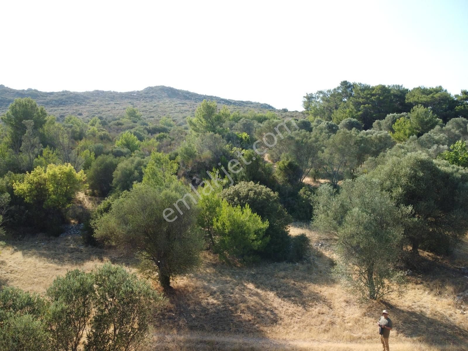 Barbaros Köyünde İki Tarafı Ormana Cepheli 1.2 Ha Zeytinlik - Görsel 8