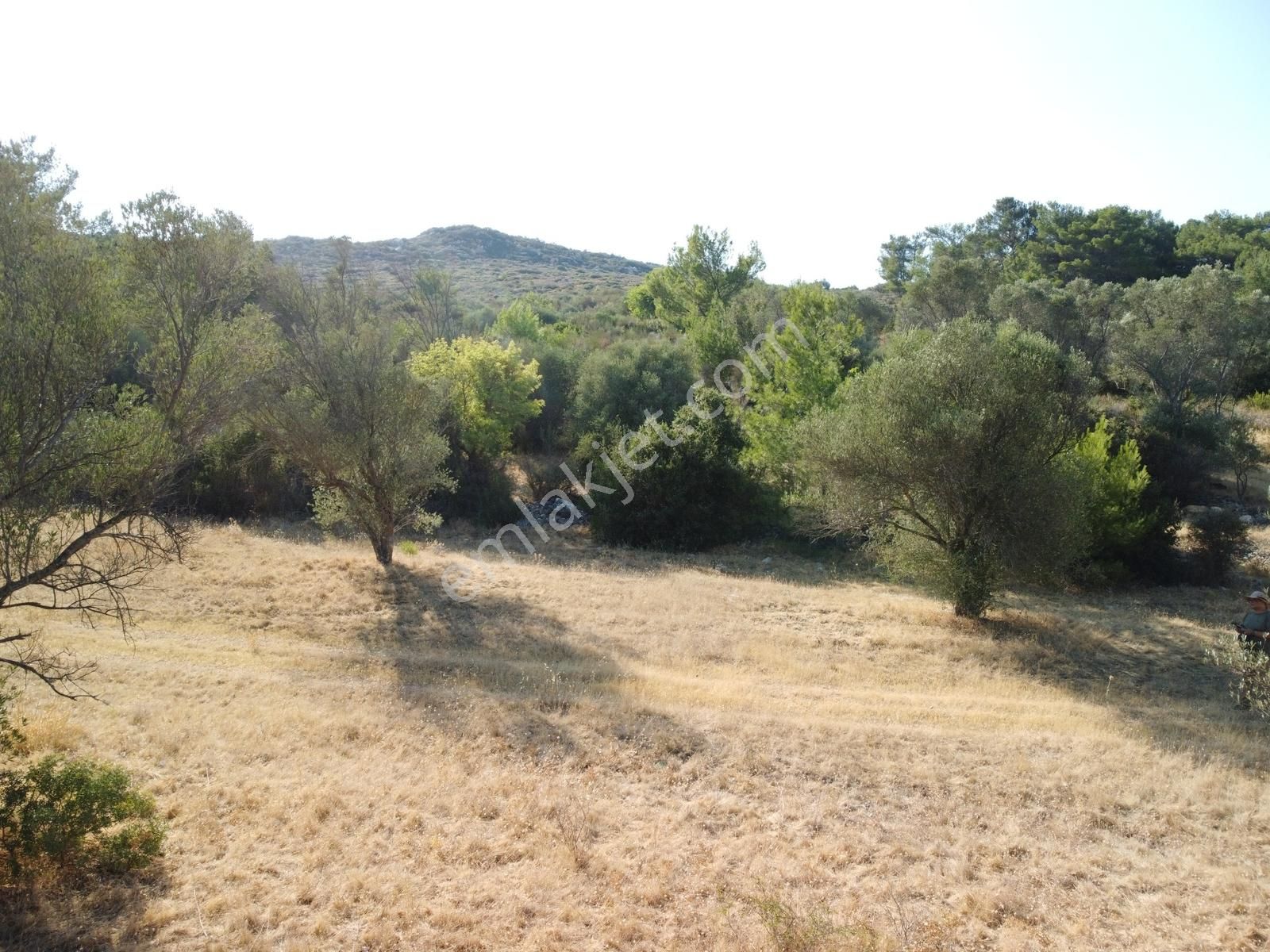 Barbaros Köyünde İki Tarafı Ormana Cepheli 1.2 Ha Zeytinlik - Görsel 5