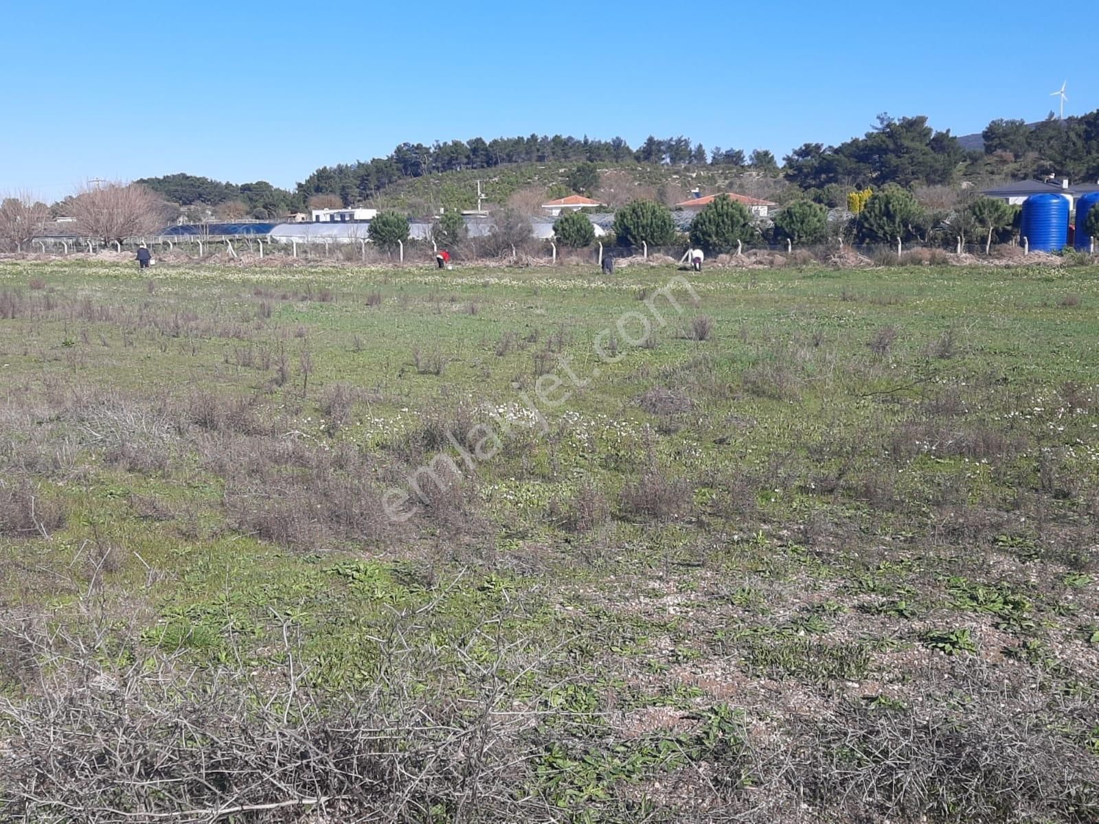 Urla Birgi Köyü'nde Resmi Yolu Mevcut, Dere Cepheli Tarla - Görsel 6