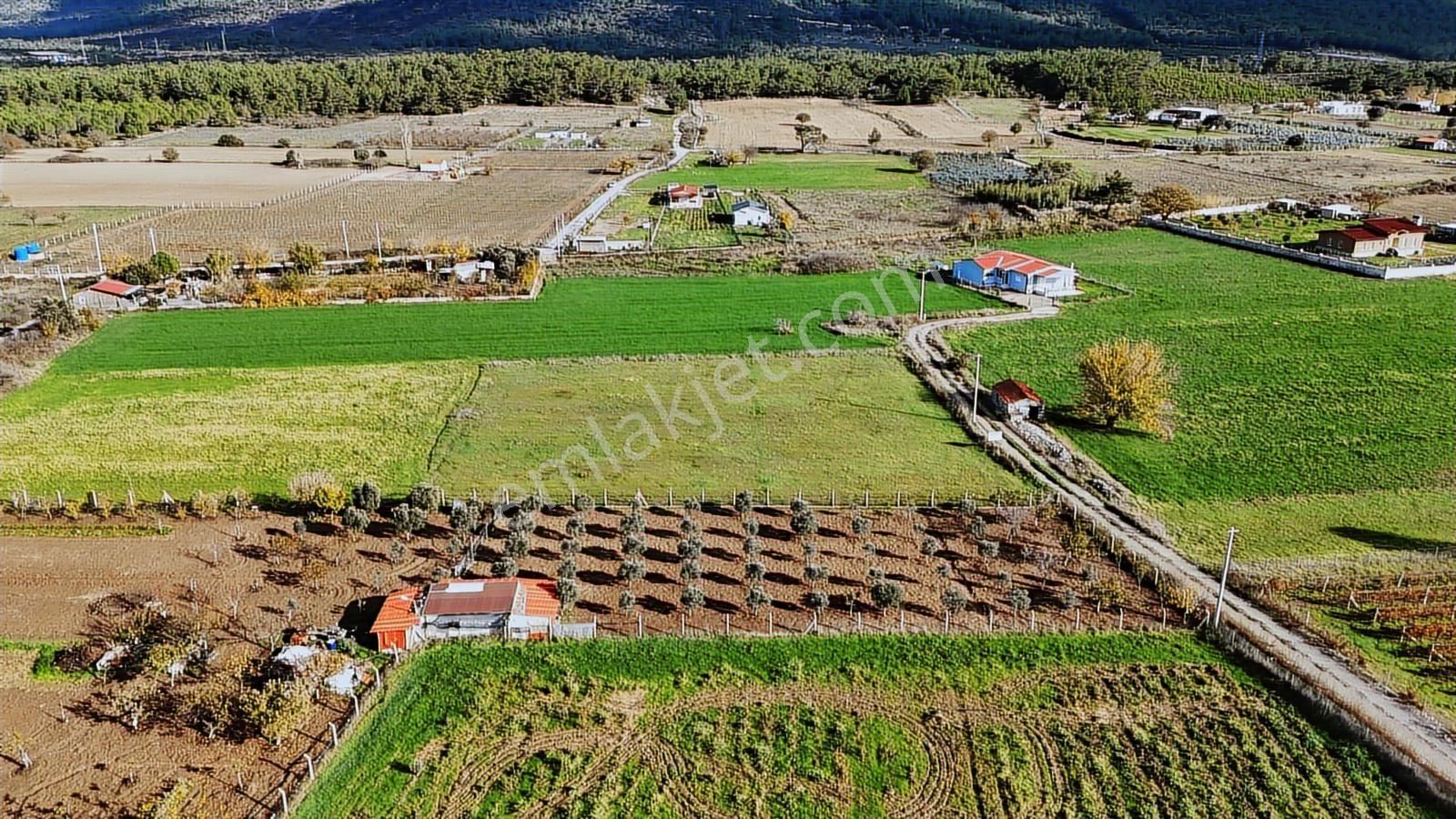 Birgi'de Merkezi Konumda, Yatırıma Uygun Tarla - Görsel 2