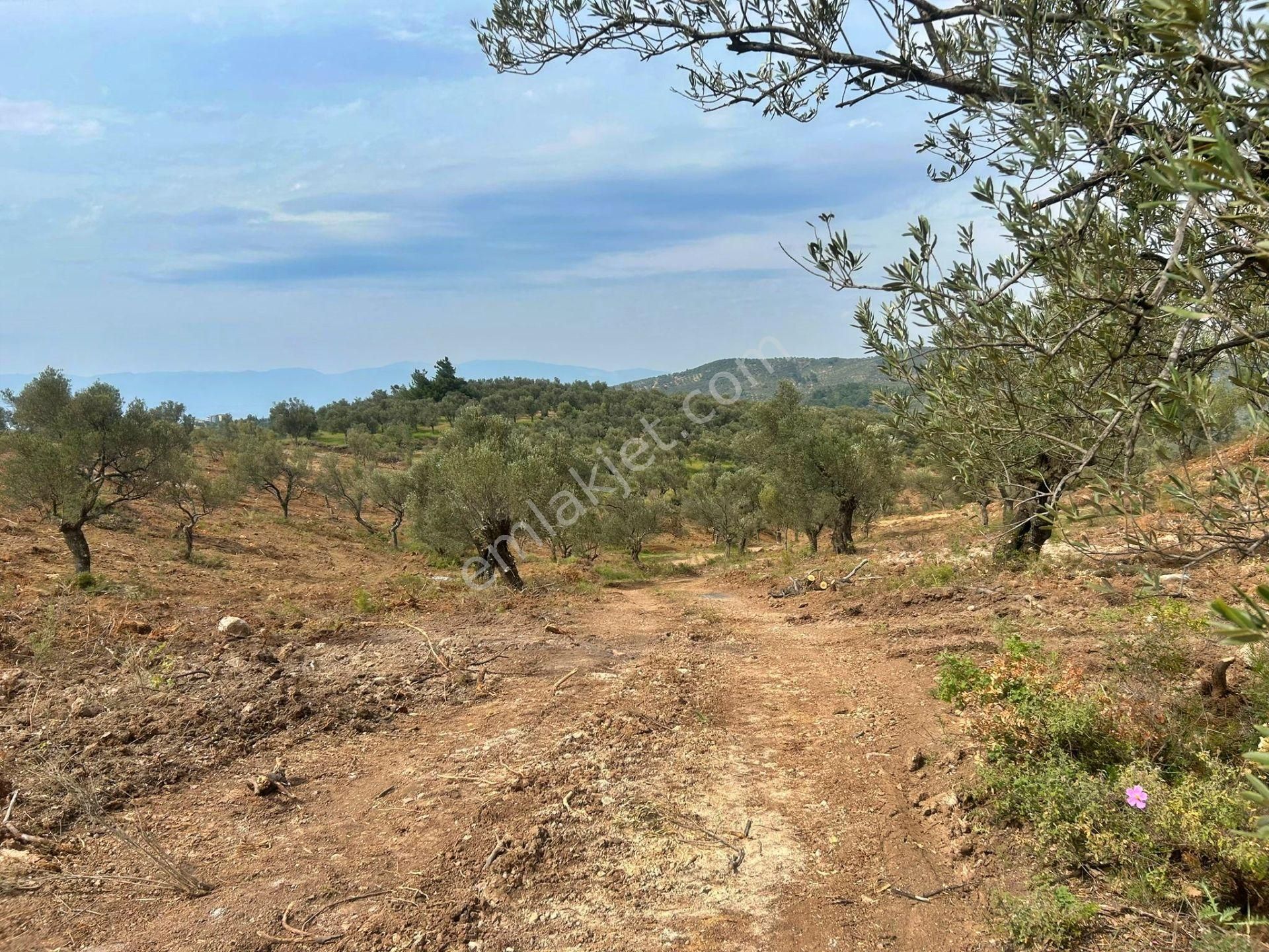Uytun'dan Gömeç Karaağaç'ta 77 Dönüm Satılık Zeytinlik - Görsel 23