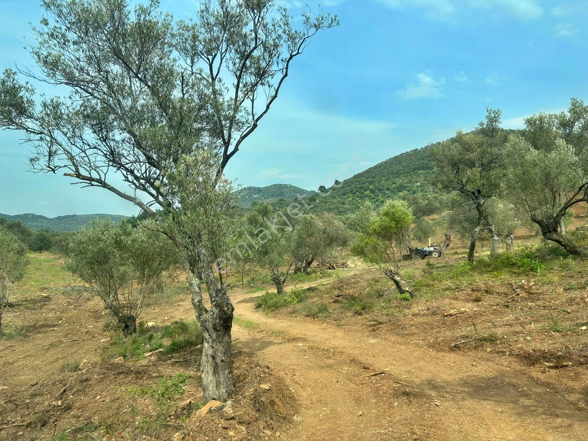 Uytun'dan Gömeç Karaağaç'ta 77 Dönüm Satılık Zeytinlik - Görsel 13