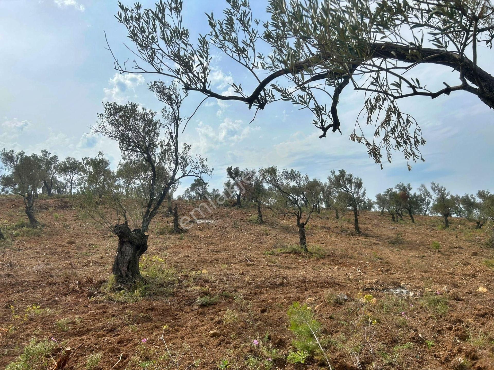 Uytun'dan Gömeç Karaağaç'ta 77 Dönüm Satılık Zeytinlik - Görsel 33
