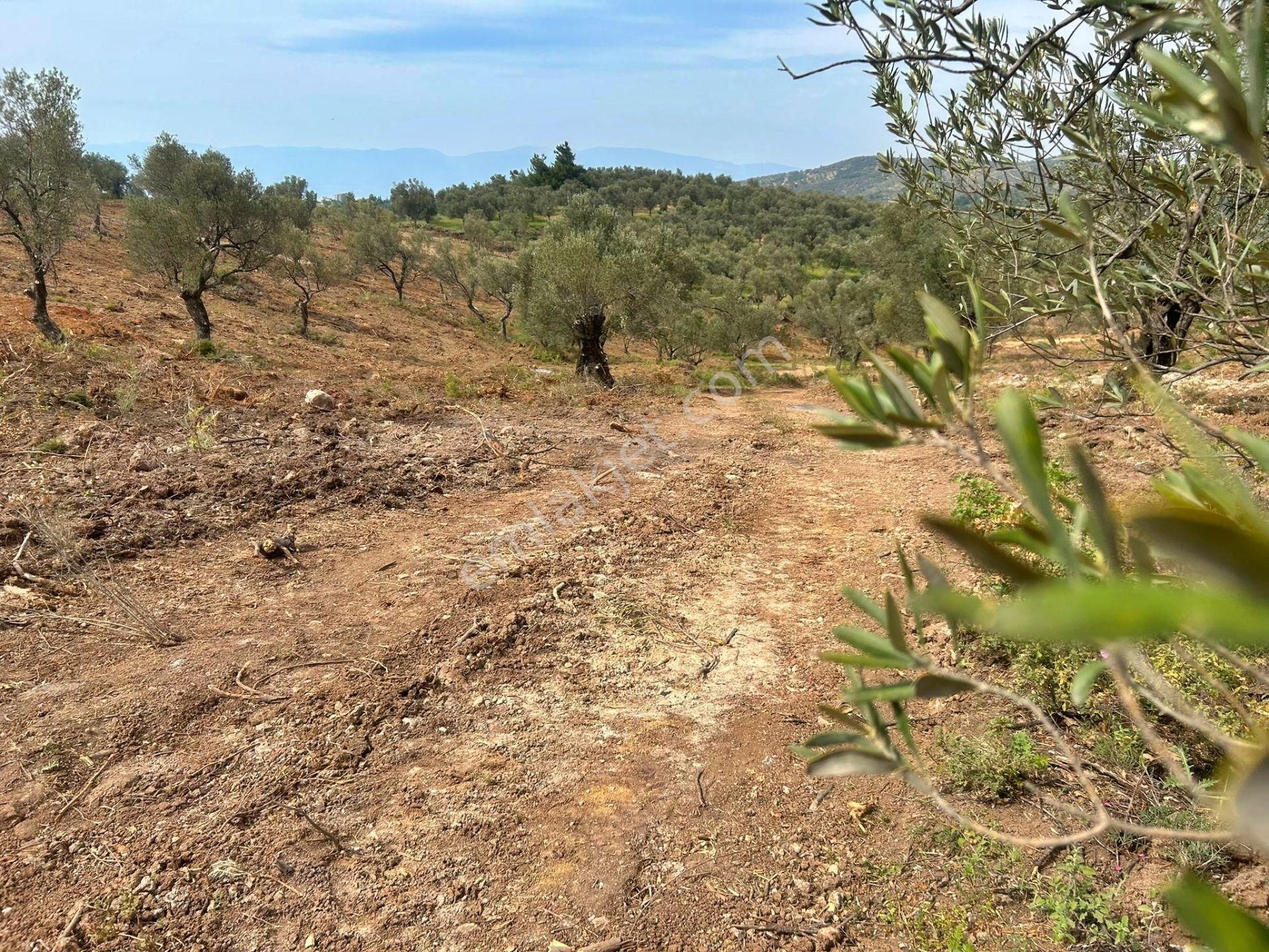 Uytun'dan Gömeç Karaağaç'ta 77 Dönüm Satılık Zeytinlik - Görsel 2