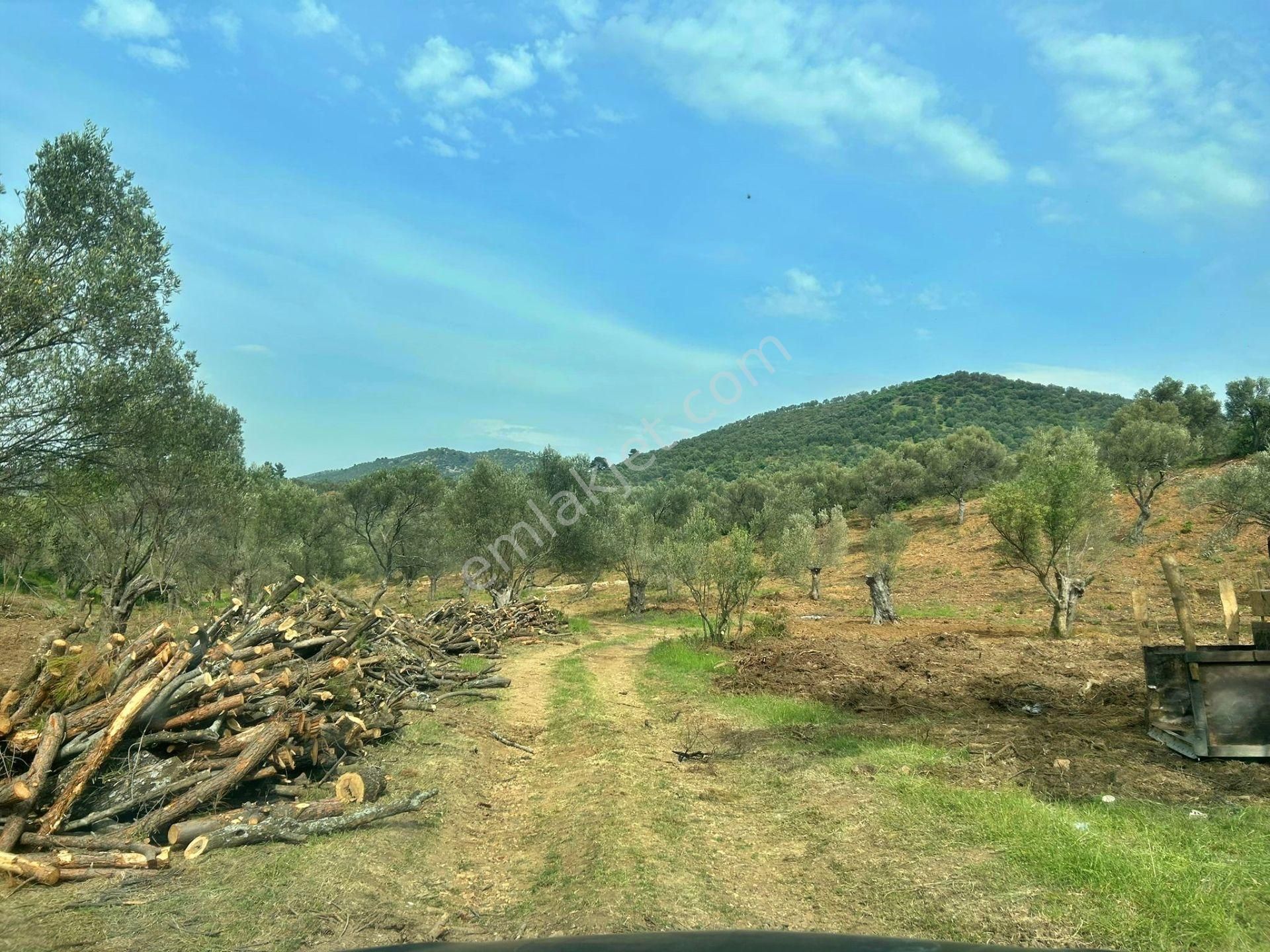 Uytun'dan Gömeç Karaağaç'ta 77 Dönüm Satılık Zeytinlik - Görsel 7