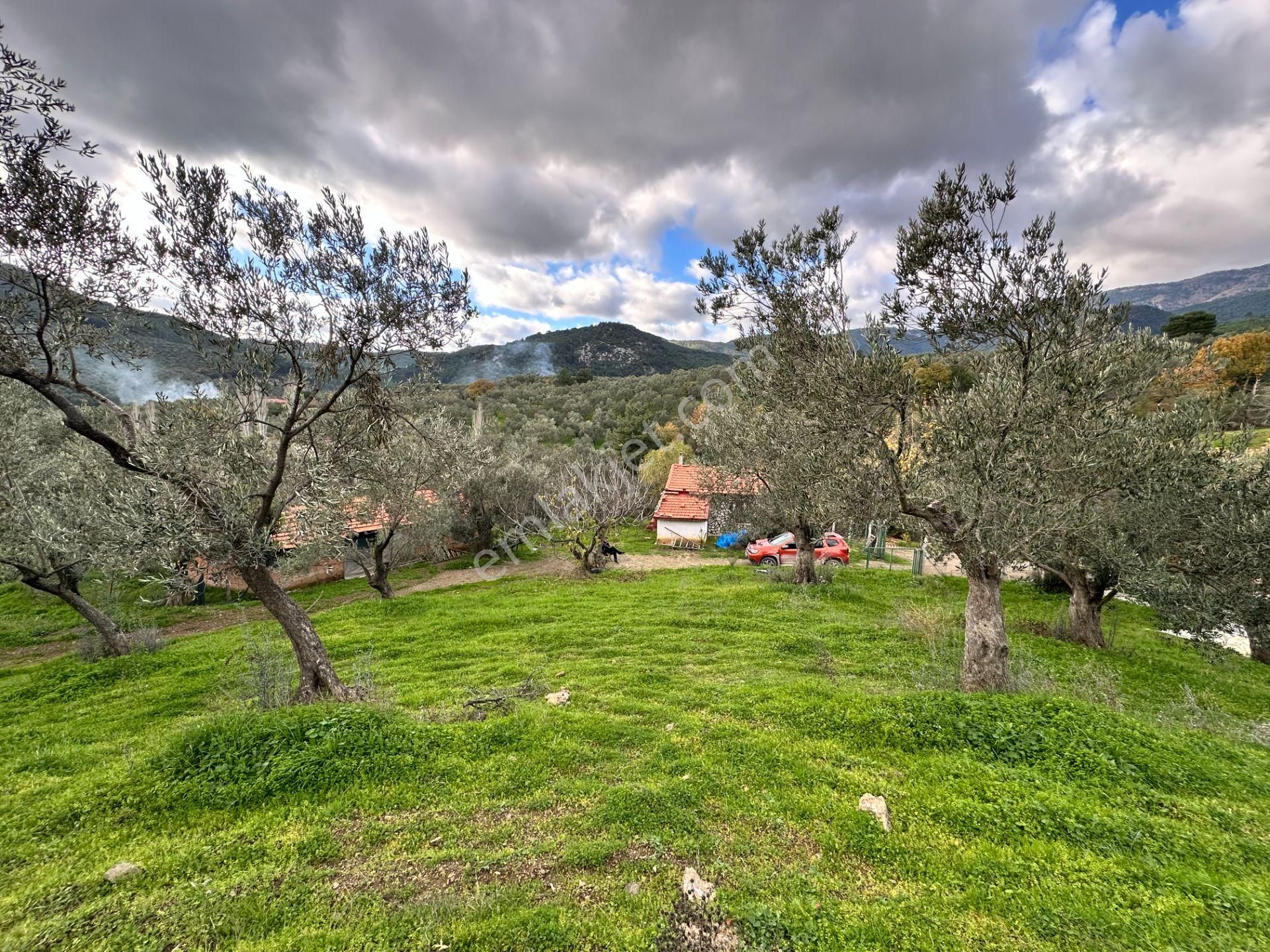 Mera Emlaktan Dereli Köyünde Ev+dam+su+ Mevcut 9.775m2 Zeytinlik - Görsel 5