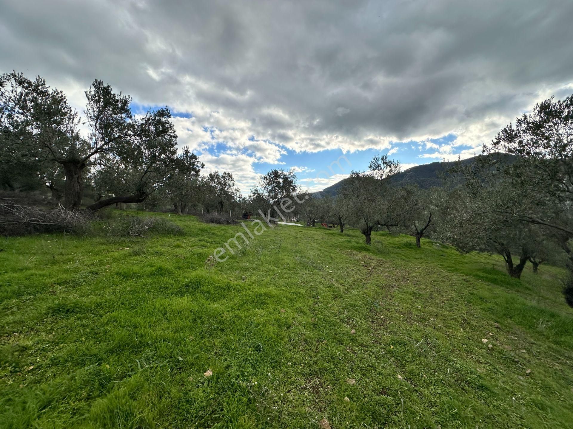 Mera Emlaktan Dereli Köyünde Ev+dam+su+ Mevcut 9.775m2 Zeytinlik - Görsel 30