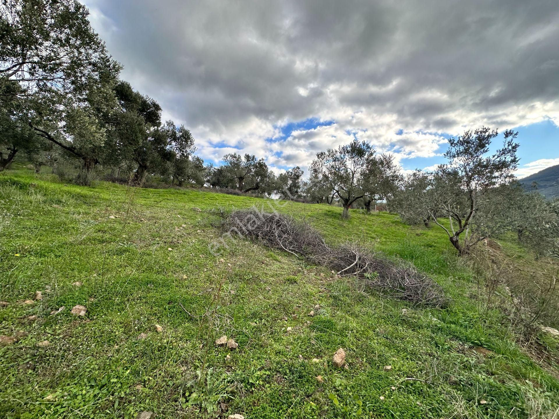 Mera Emlaktan Dereli Köyünde Ev+dam+su+ Mevcut 9.775m2 Zeytinlik - Görsel 28