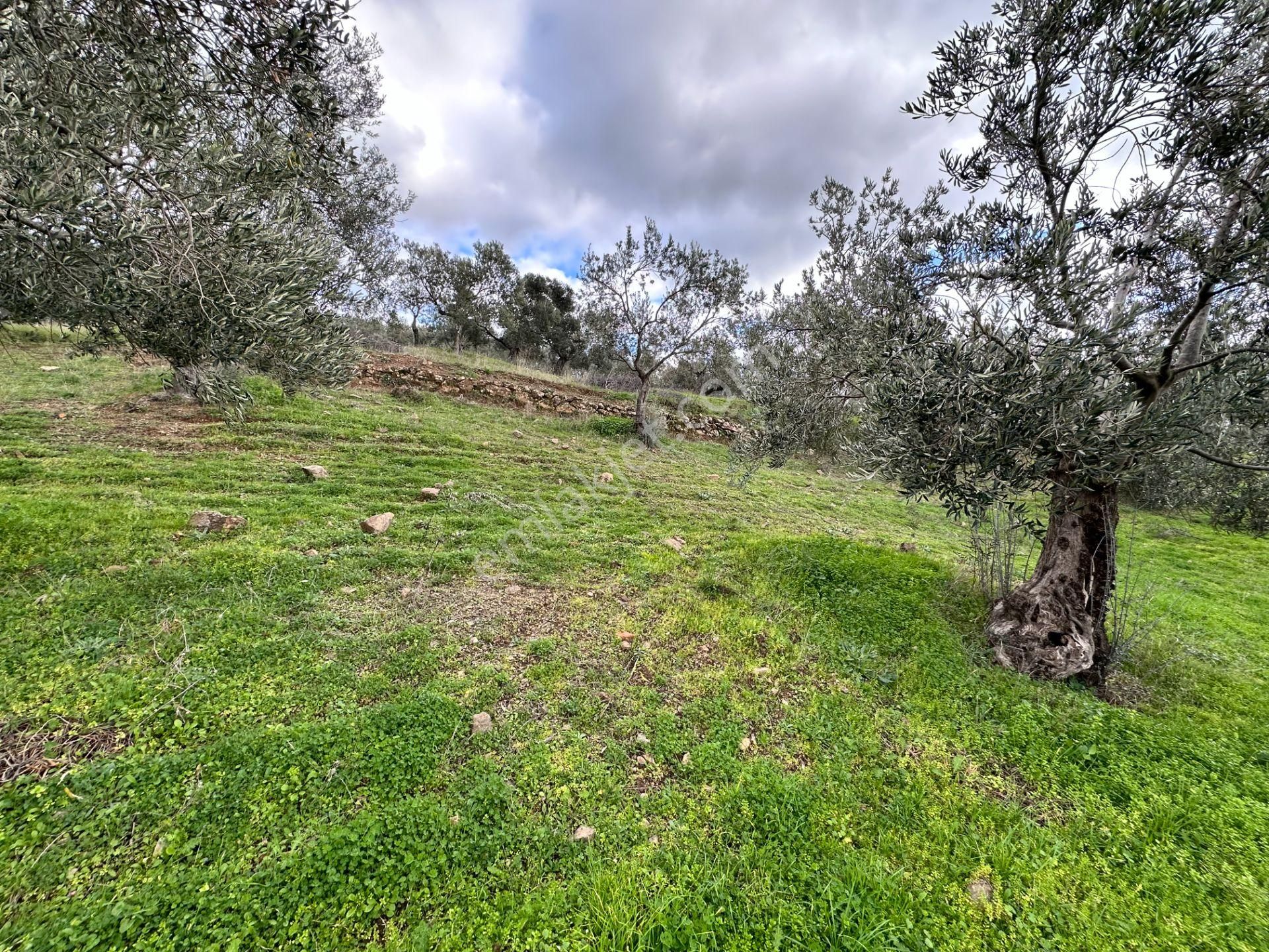 Mera Emlaktan Dereli Köyünde Ev+dam+su+ Mevcut 9.775m2 Zeytinlik - Görsel 23