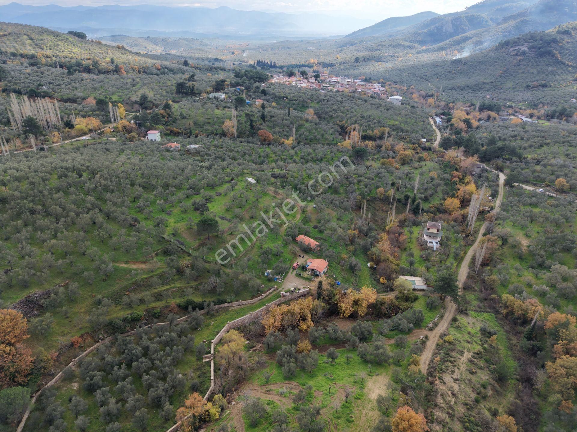 Mera Emlaktan Dereli Köyünde Ev+dam+su+ Mevcut 9.775m2 Zeytinlik - Görsel 19