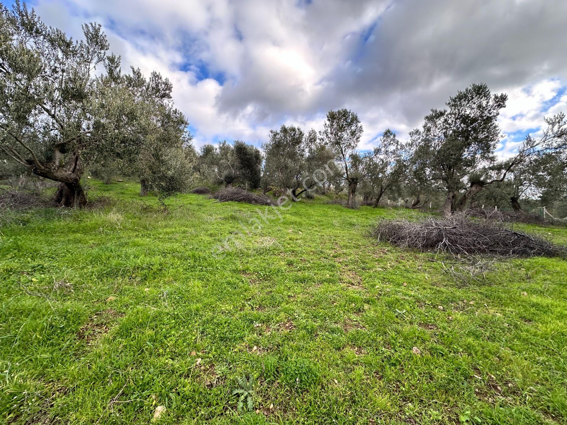 Mera Emlaktan Dereli Köyünde Ev+dam+su+ Mevcut 9.775m2 Zeytinlik - Görsel 33