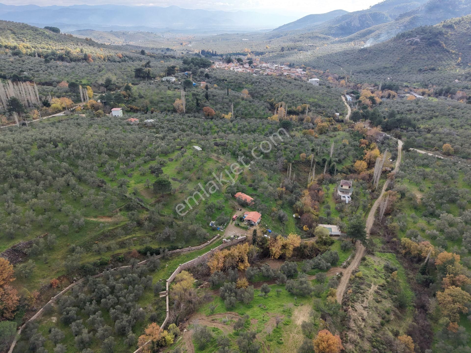 Mera Emlaktan Dereli Köyünde Ev+dam+su+ Mevcut 9.775m2 Zeytinlik - Görsel 27