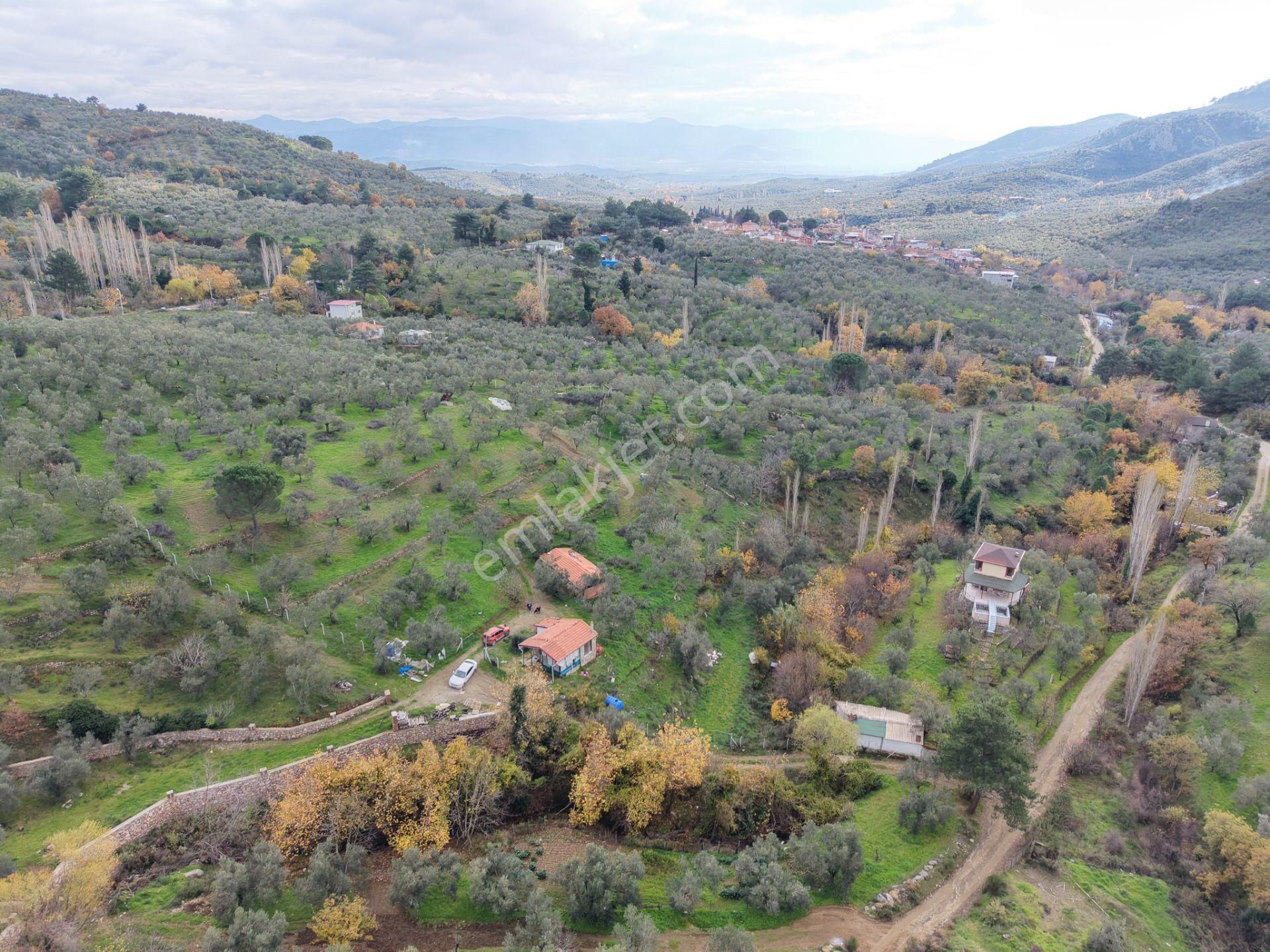 Mera Emlaktan Dereli Köyünde Ev+dam+su+ Mevcut 9.775m2 Zeytinlik - Görsel 10