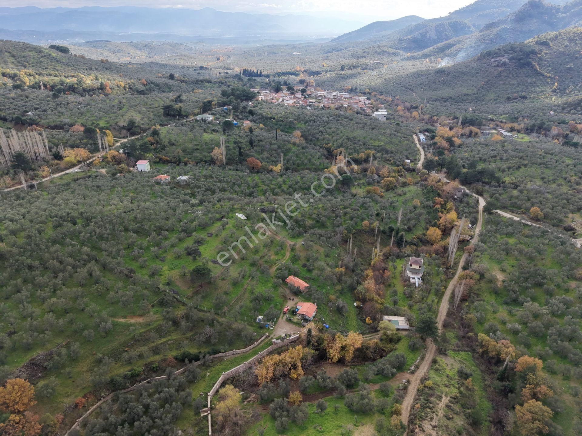 Mera Emlaktan Dereli Köyünde Ev+dam+su+ Mevcut 9.775m2 Zeytinlik - Görsel 16