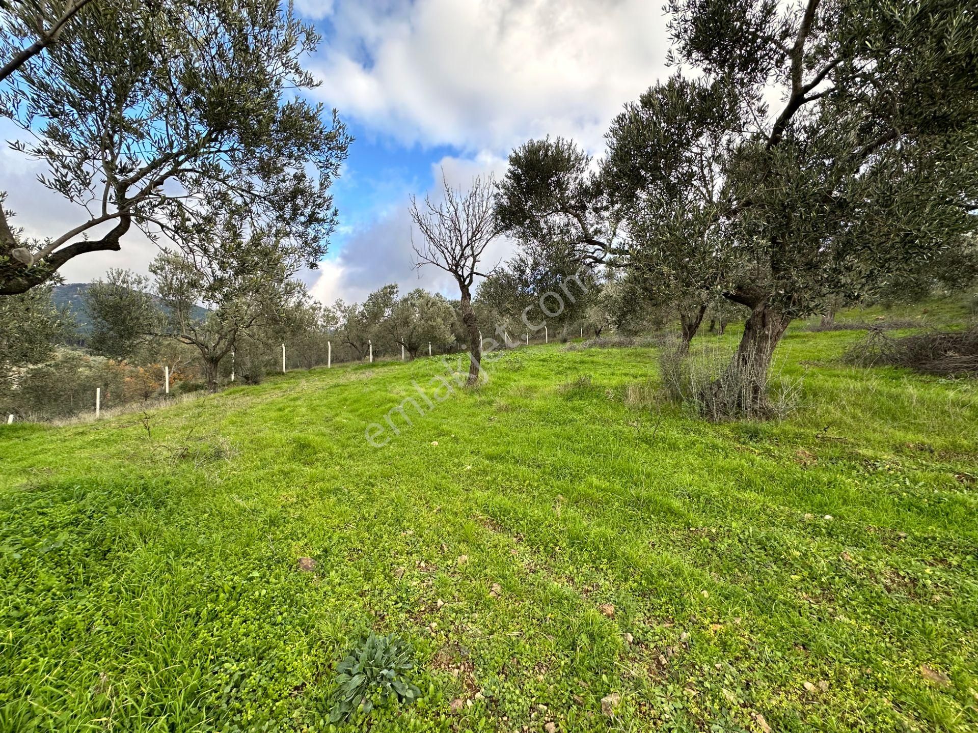Mera Emlaktan Dereli Köyünde Ev+dam+su+ Mevcut 9.775m2 Zeytinlik - Görsel 29