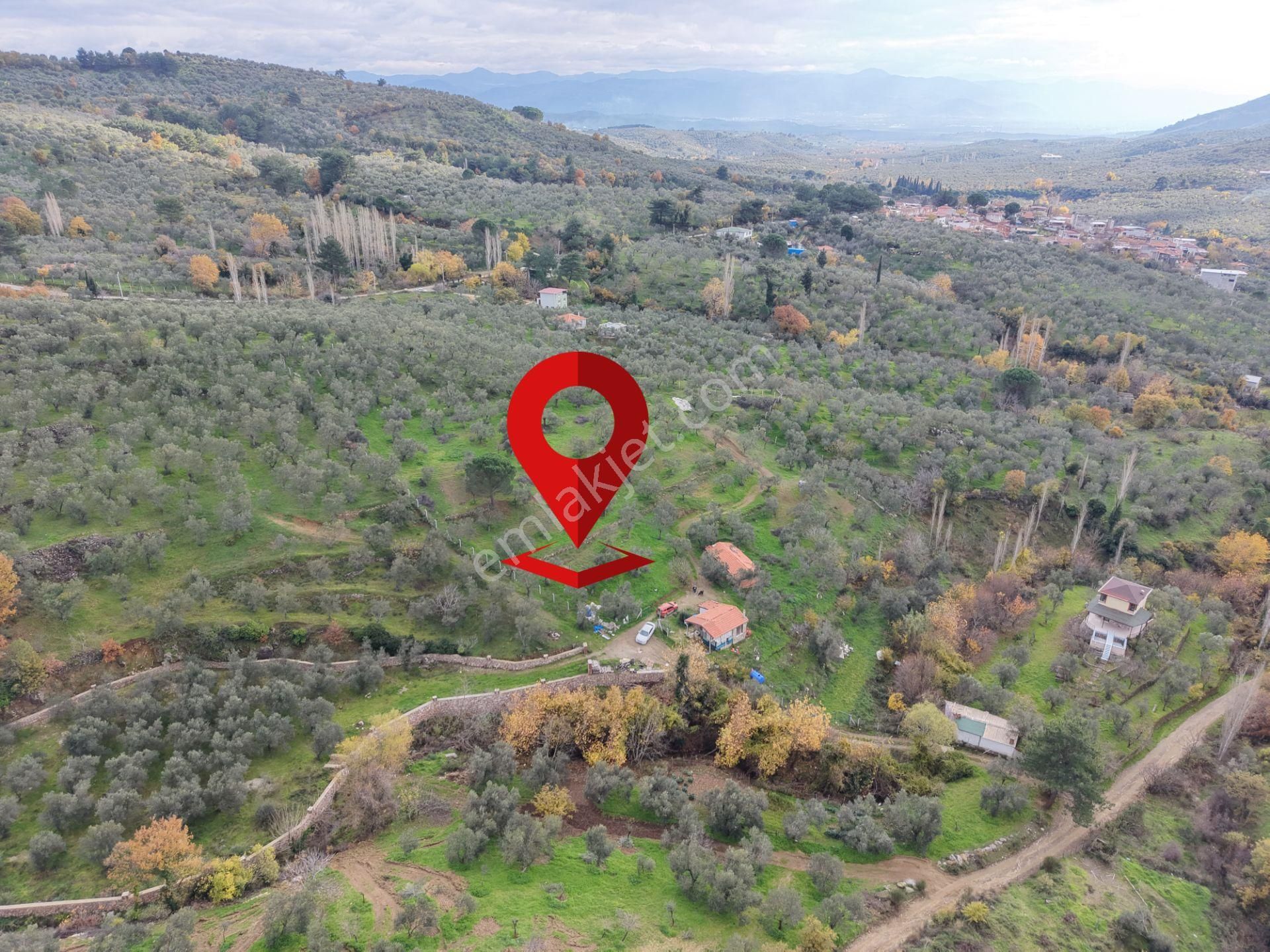 Mera Emlaktan Dereli Köyünde Ev+dam+su+ Mevcut 9.775m2 Zeytinlik - Görsel 14