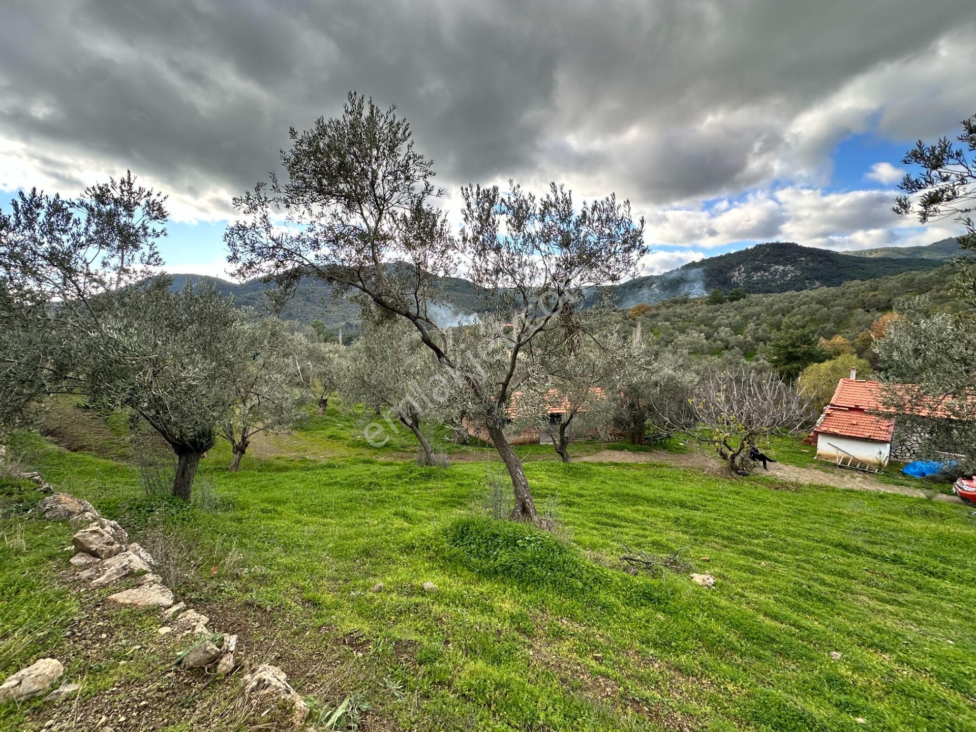 Mera Emlaktan Dereli Köyünde Ev+dam+su+ Mevcut 9.775m2 Zeytinlik - Görsel 8