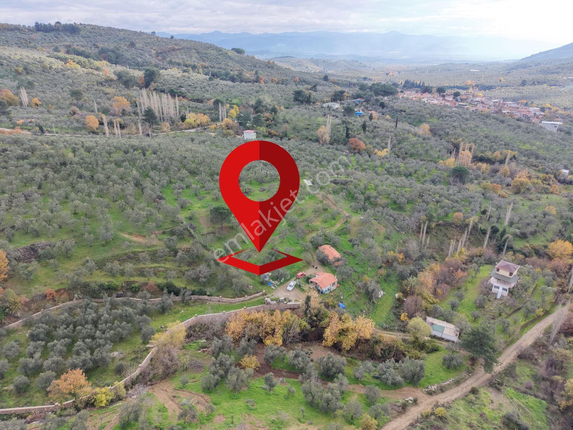 Mera Emlaktan Dereli Köyünde Ev+dam+su+ Mevcut 9.775m2 Zeytinlik - Görsel 12