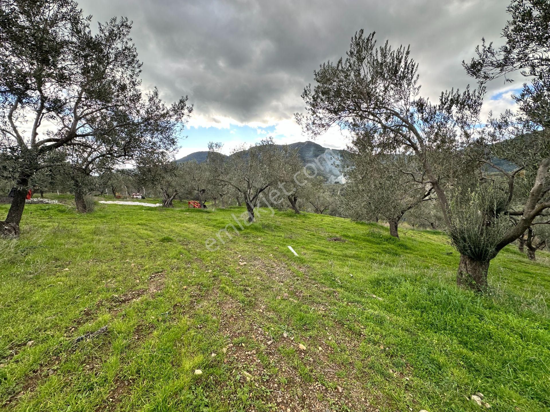 Mera Emlaktan Dereli Köyünde Ev+dam+su+ Mevcut 9.775m2 Zeytinlik - Görsel 32