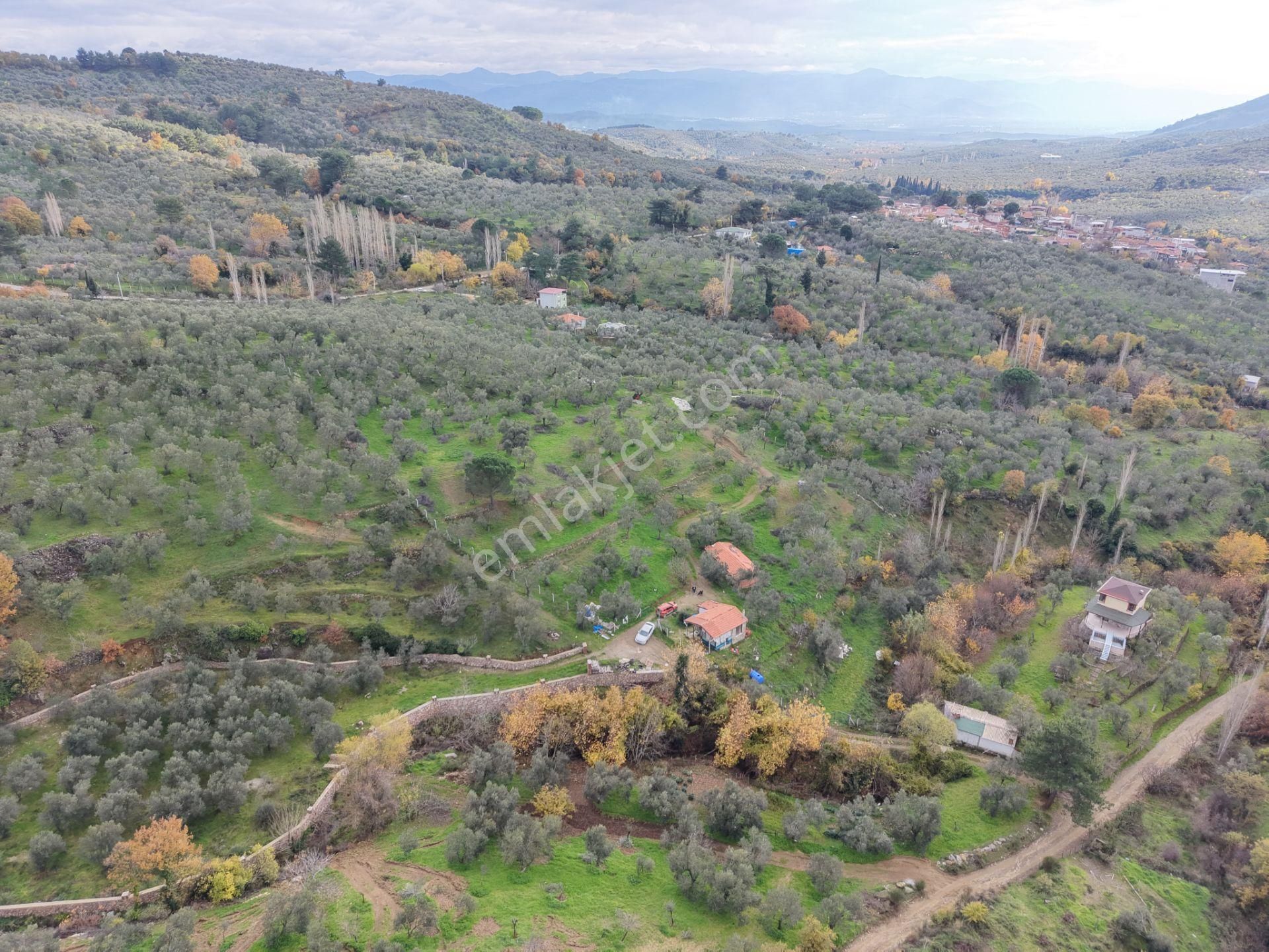 Mera Emlaktan Dereli Köyünde Ev+dam+su+ Mevcut 9.775m2 Zeytinlik - Görsel 25