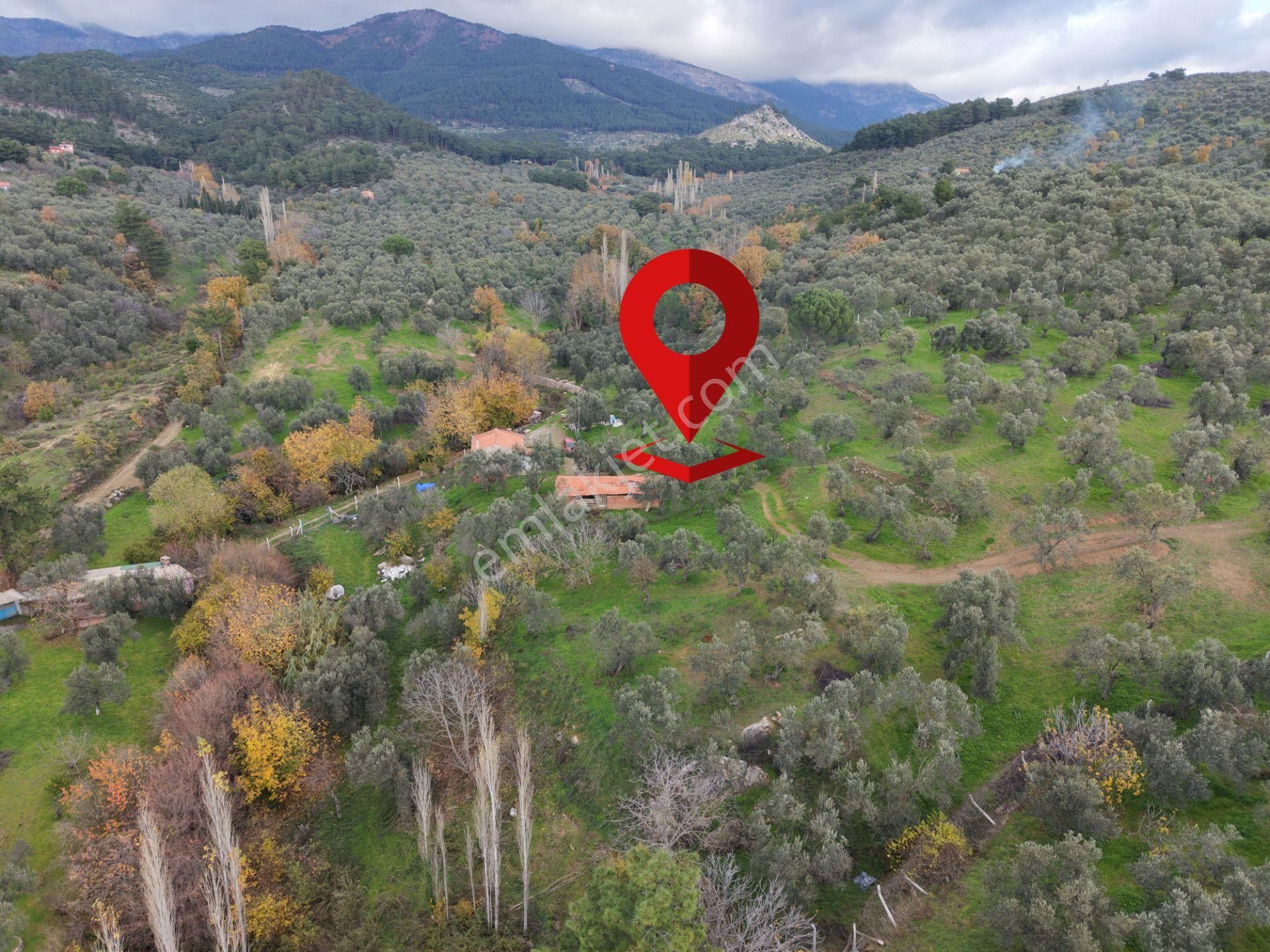 Mera Emlaktan Dereli Köyünde Ev+dam+su+ Mevcut 9.775m2 Zeytinlik - Görsel 24