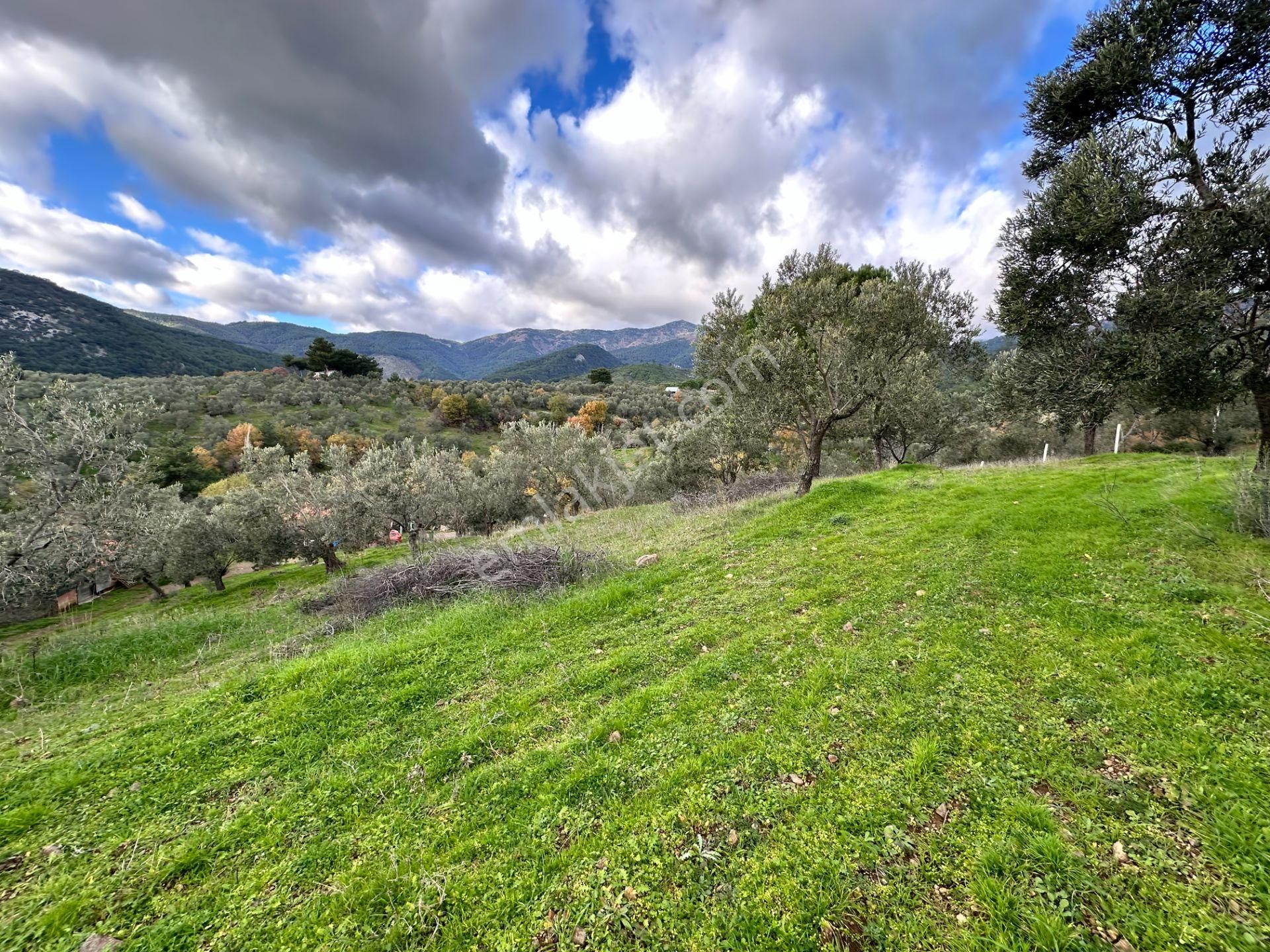 Mera Emlaktan Dereli Köyünde Ev+dam+su+ Mevcut 9.775m2 Zeytinlik - Görsel 34