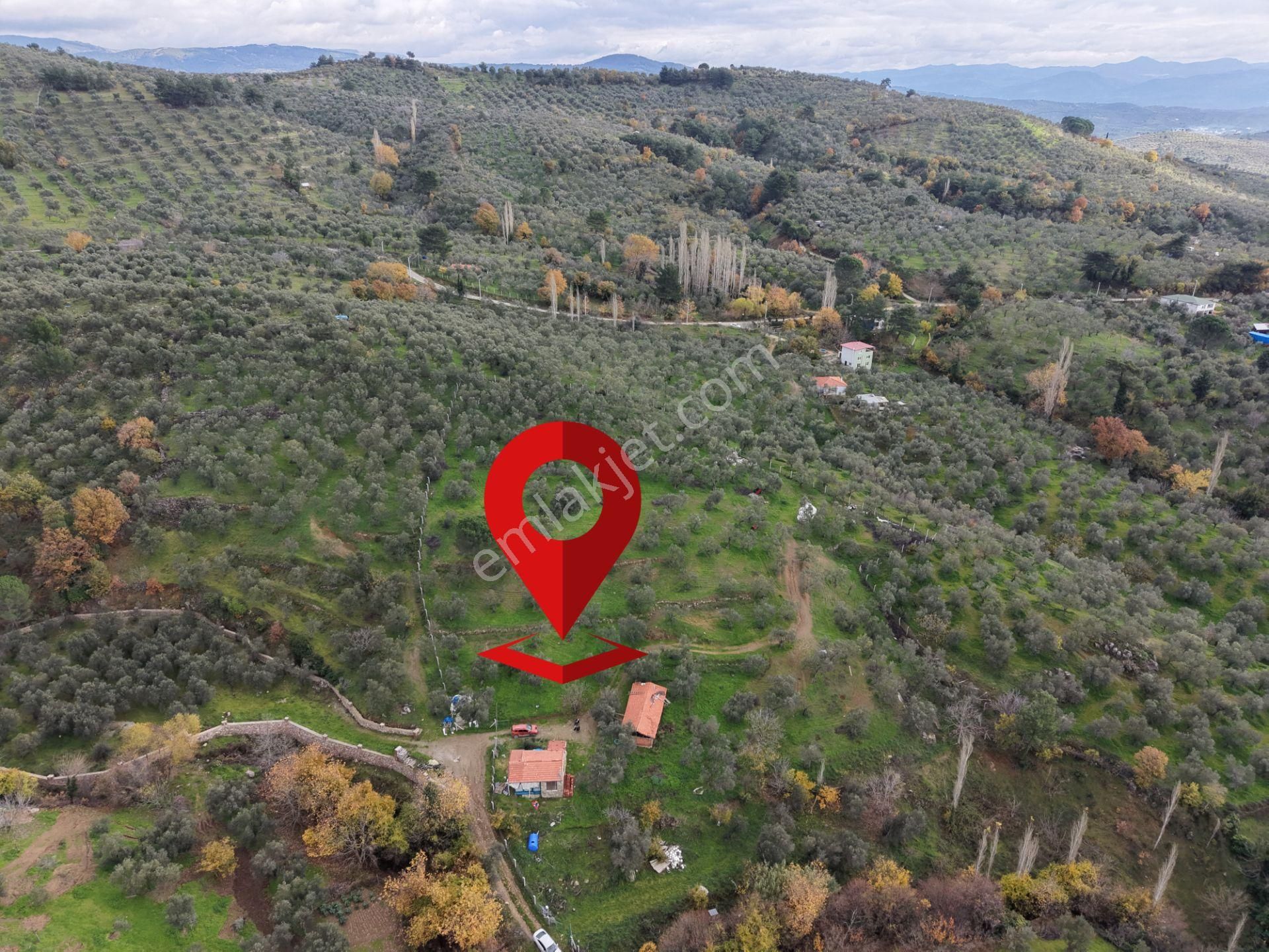 Mera Emlaktan Dereli Köyünde Ev+dam+su+ Mevcut 9.775m2 Zeytinlik - Görsel 3
