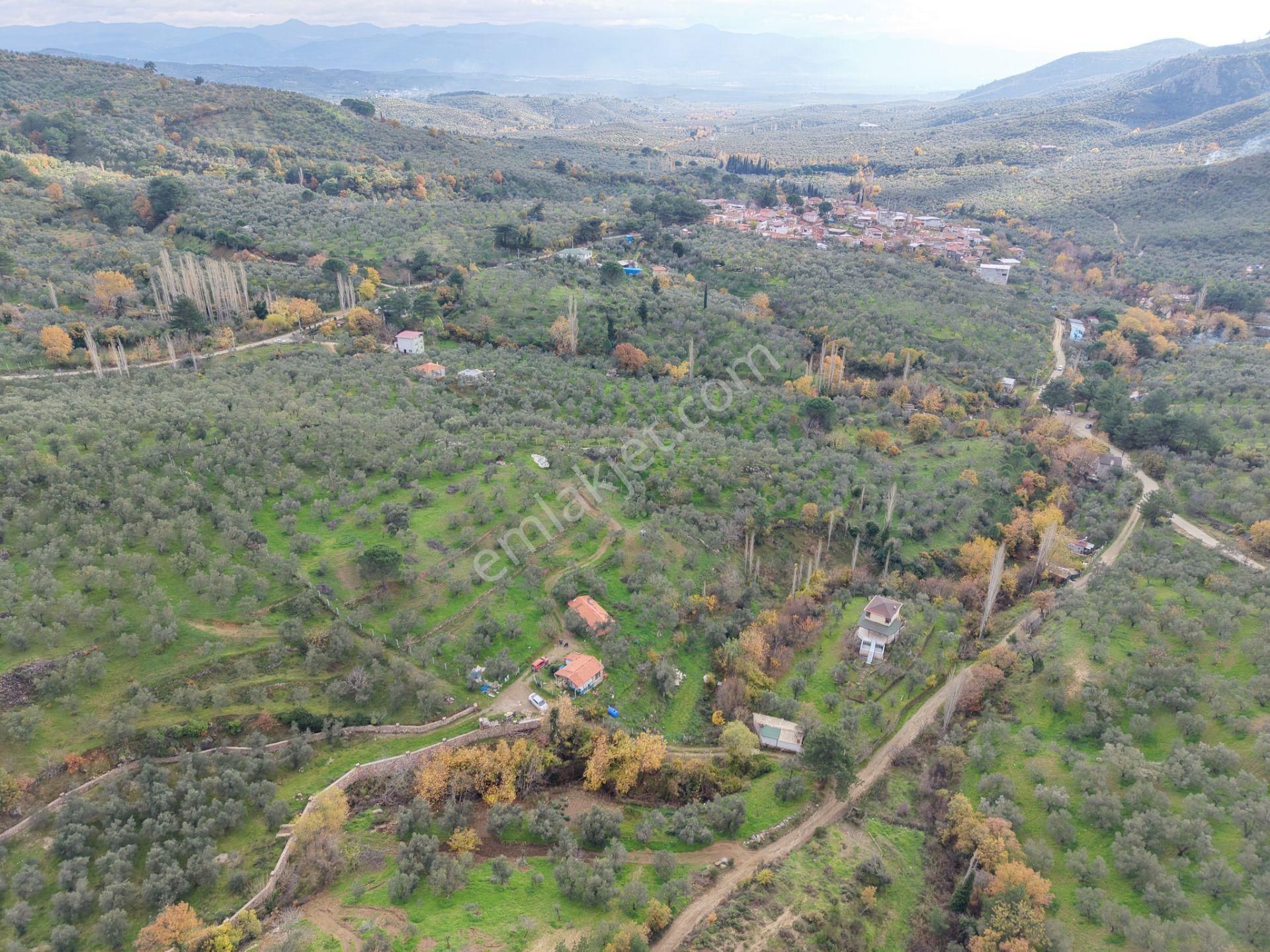Mera Emlaktan Dereli Köyünde Ev+dam+su+ Mevcut 9.775m2 Zeytinlik - Görsel 26