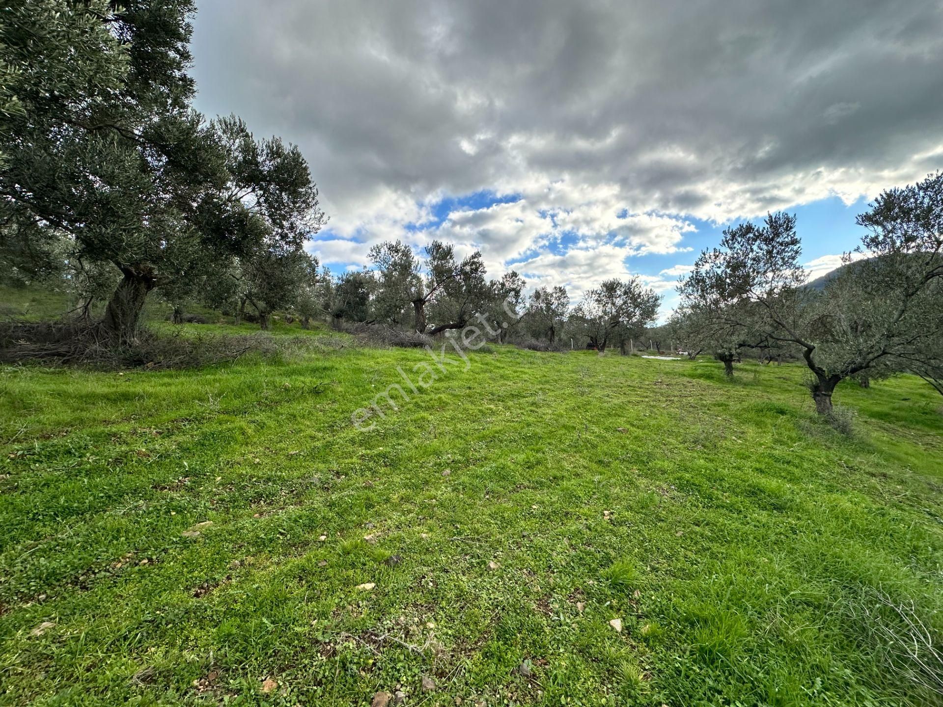 Mera Emlaktan Dereli Köyünde Ev+dam+su+ Mevcut 9.775m2 Zeytinlik - Görsel 18