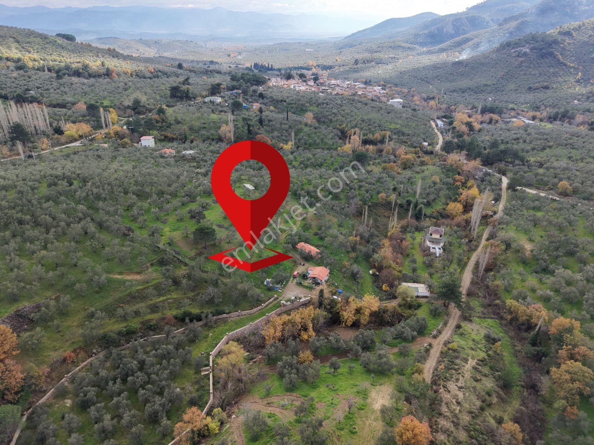 Mera Emlaktan Dereli Köyünde Ev+dam+su+ Mevcut 9.775m2 Zeytinlik - Görsel 6