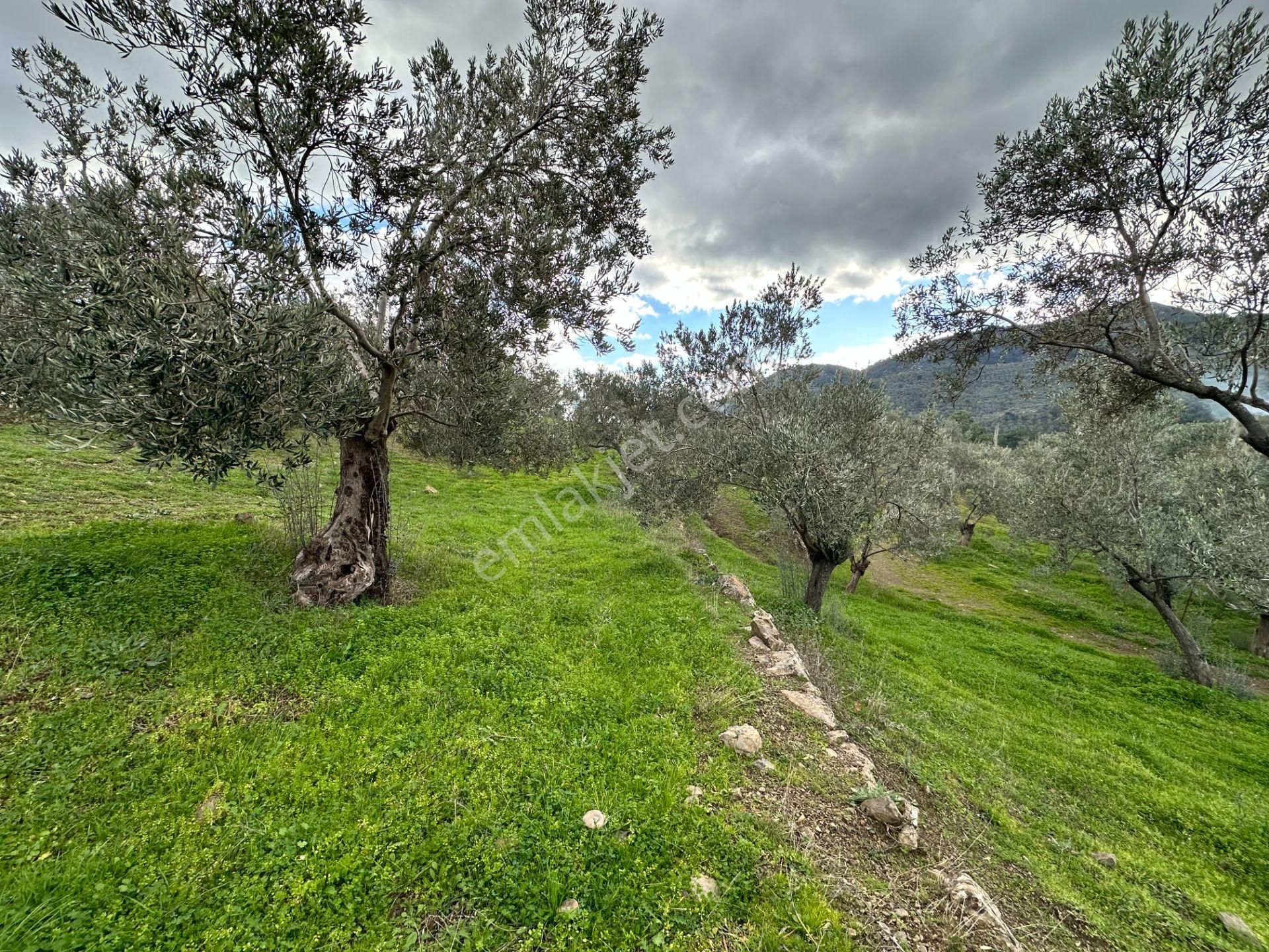 Mera Emlaktan Dereli Köyünde Ev+dam+su+ Mevcut 9.775m2 Zeytinlik - Görsel 21