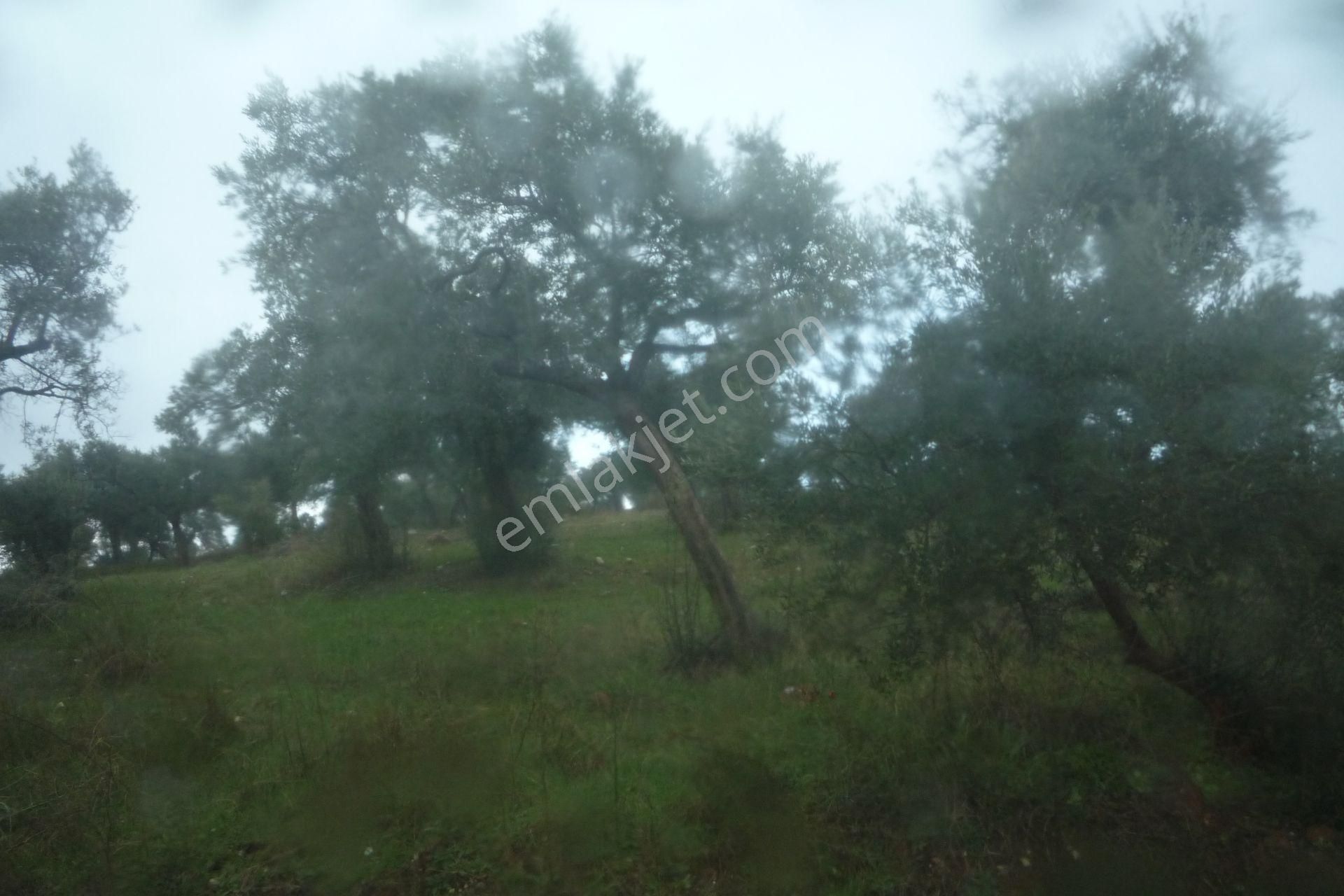 İzmir Torbalı Gold Emlaktan Satılık Zeytinlik