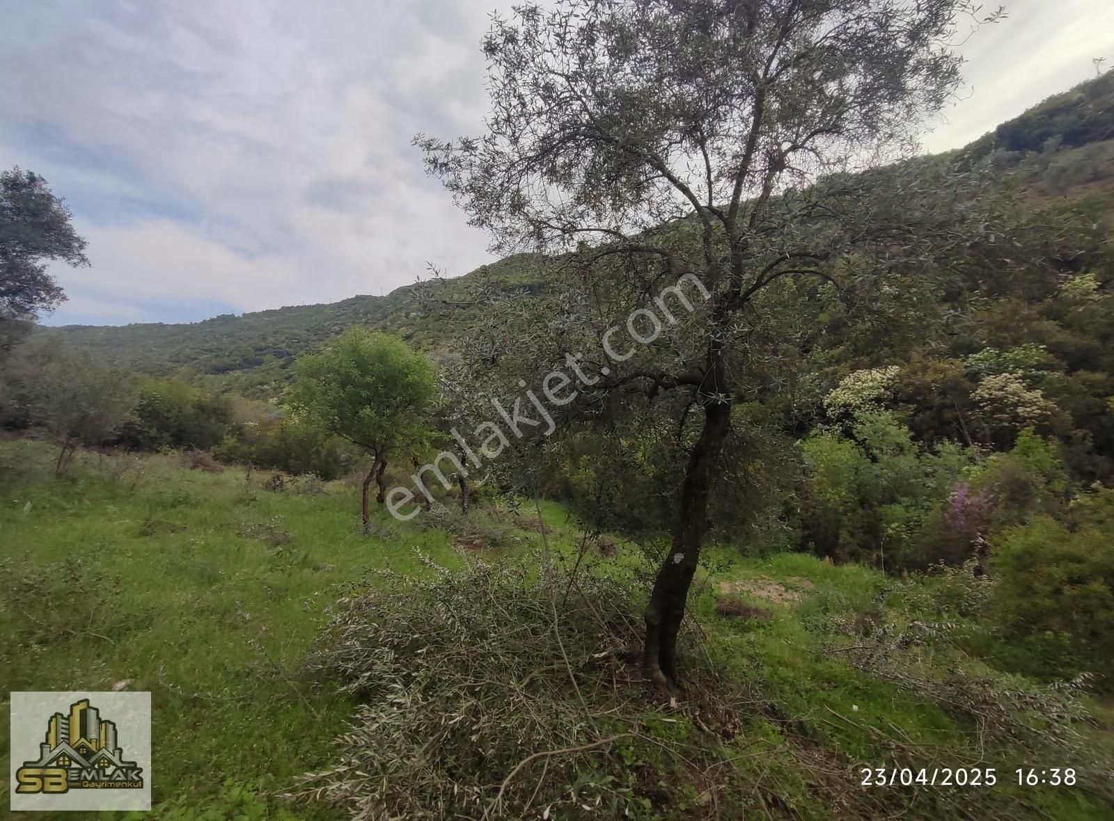 İzmir Tire Yenişehir Mahallesinde Satılık Zeytinlik - Görsel 12
