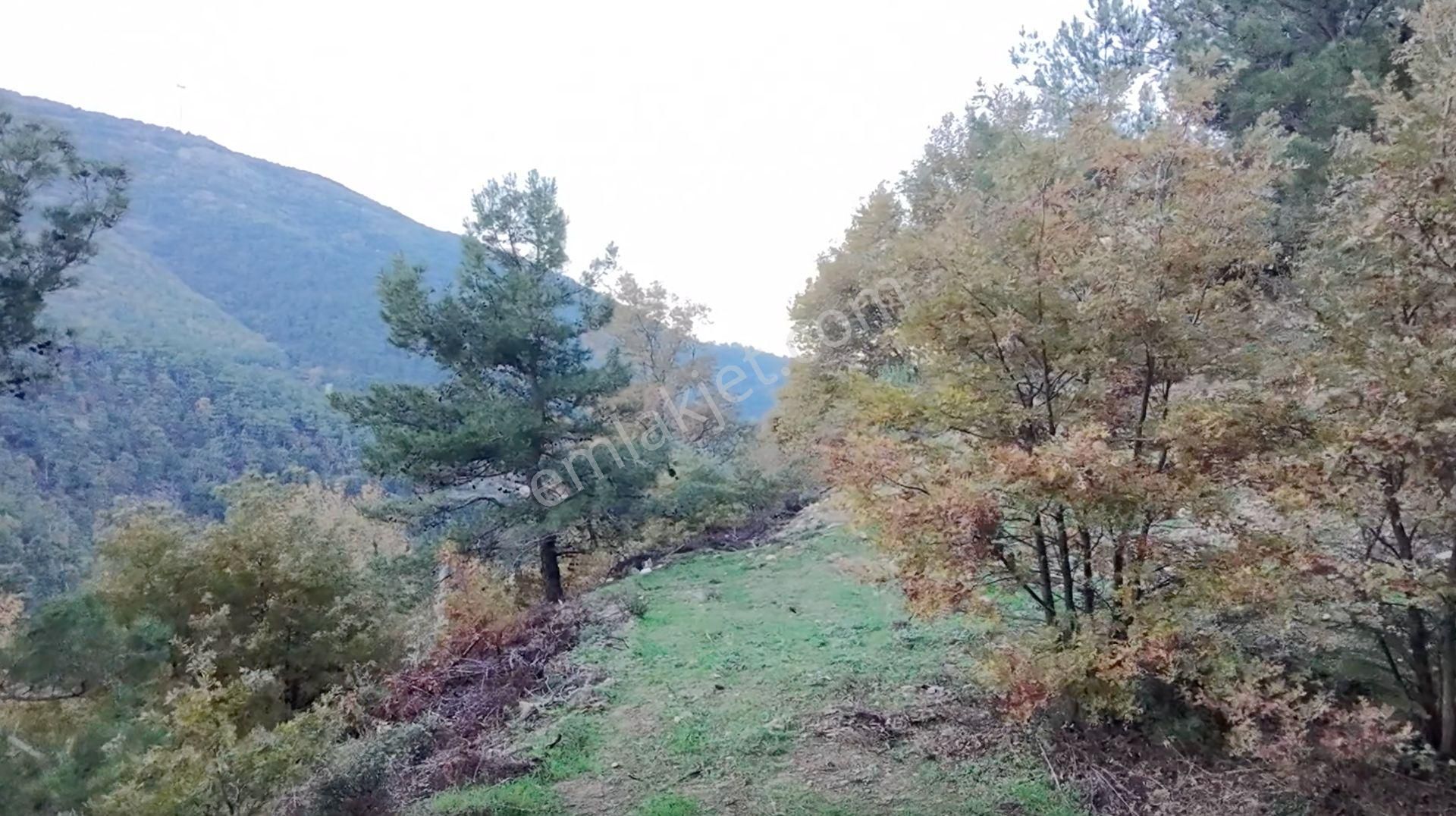 Kemalpaşa Bayramlı Ulaşımı Olan Müstakil Tapu 3231 M² Arazi - Görsel 2