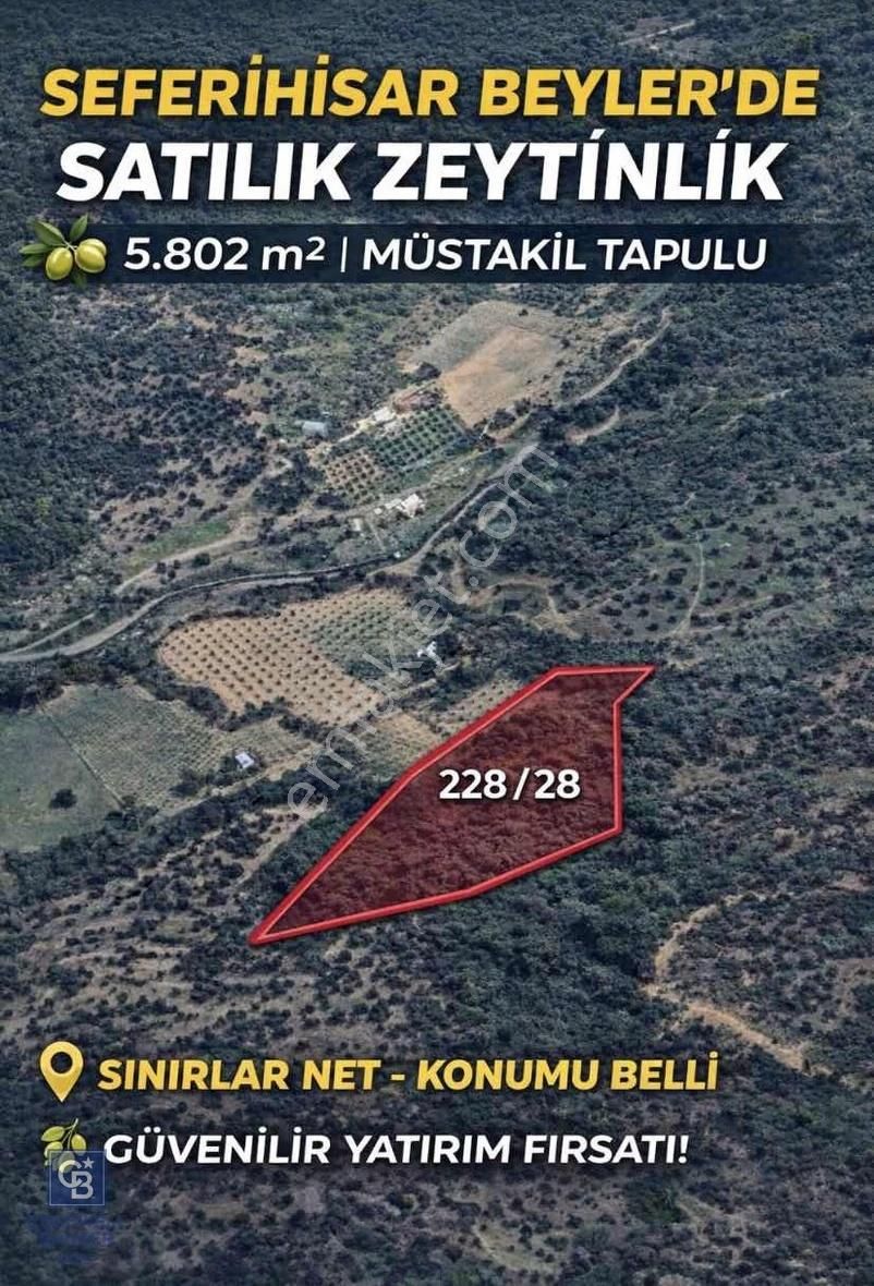 Seferihisar Beylerde Müstakil Tapulu 5802 M² Zeytinlik