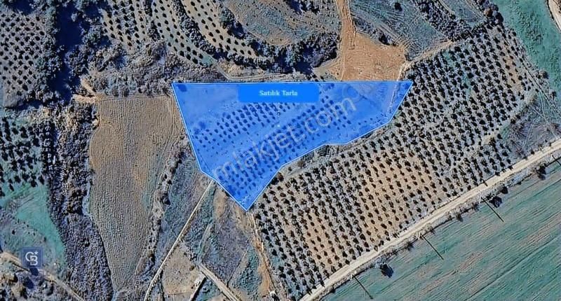 Menderes Bulgurca Da Satılık 7.630 M² Tarla - Görsel 3
