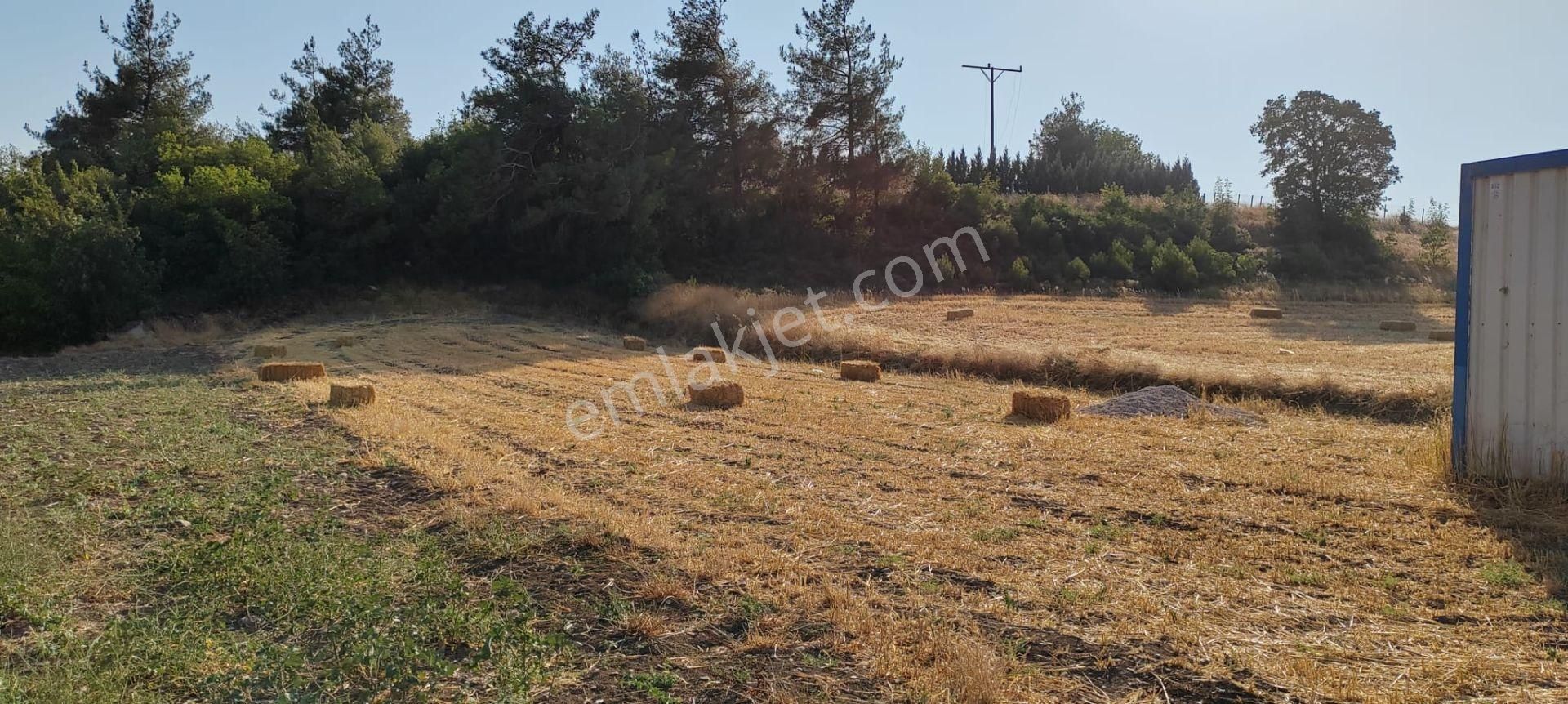 Sakarya Geyve Karacaören Hobi Bahçesi İçinde Konteynırlı Tarla. - Görsel 9