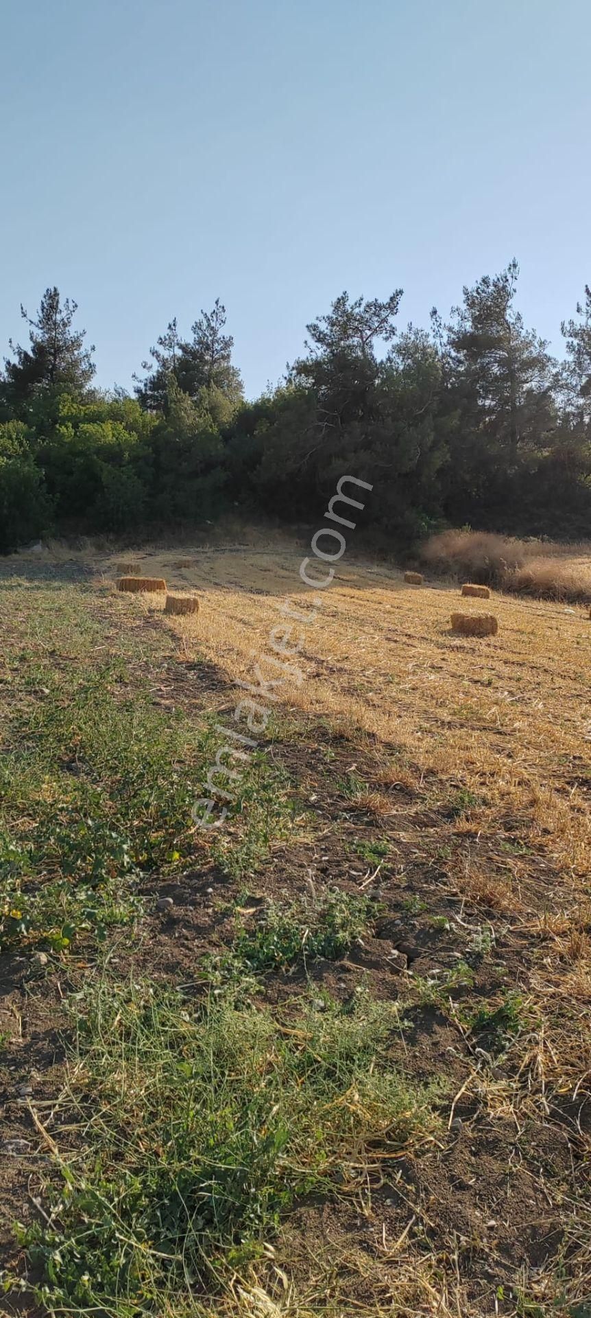 Sakarya Geyve Karacaören Hobi Bahçesi İçinde Konteynırlı Tarla. - Görsel 7