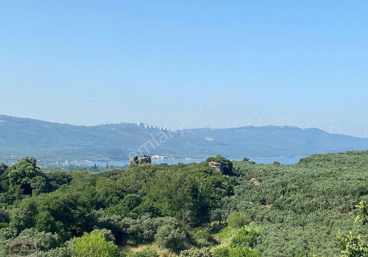 Balıkesir/erdek/hamamlı Köyünde Satılık 2.429 M2 Zeytinlik - Görsel 2