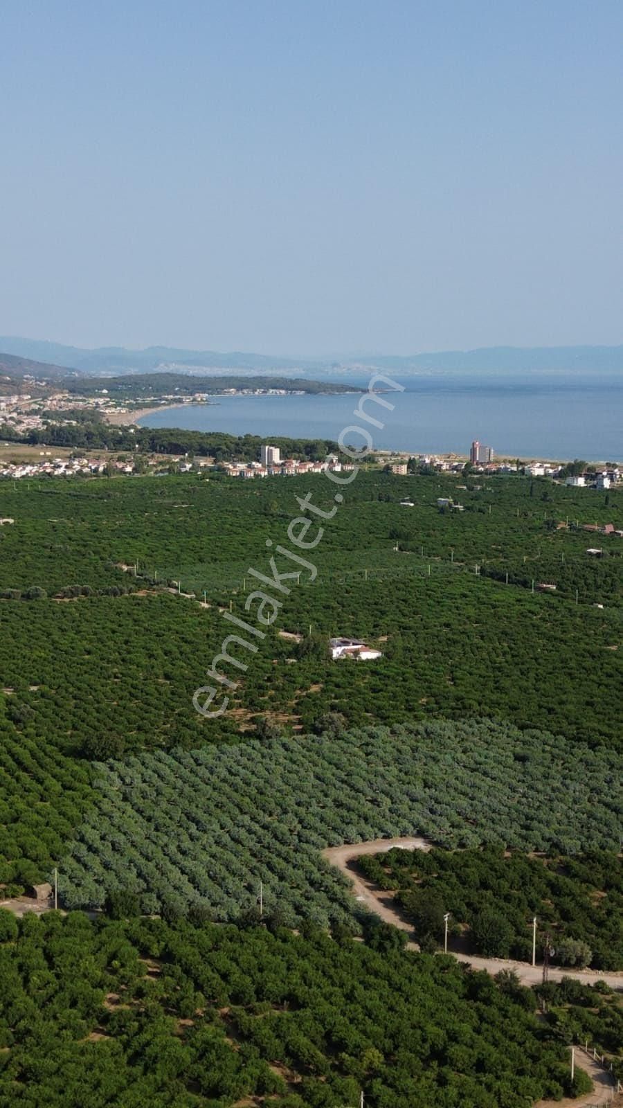 İzmir Gümüldür Merkezde 432 Metre Kare Bahçe Hisse Tapu Bugün Al Yarın Yap Elektrik Su Var Asfalta