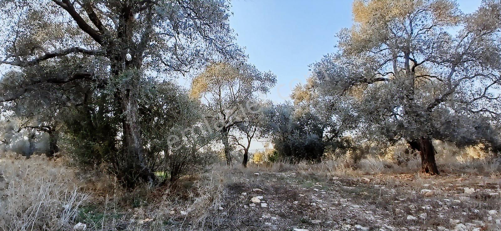 Milas Söğütcük De 1122 M2 Yola Cepheli,yatırım Yaşam Fırsatı! - Görsel 14