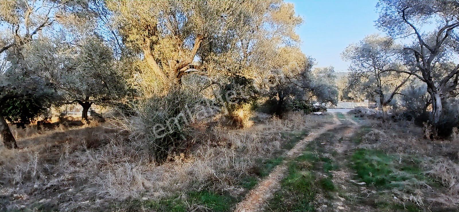 Milas Söğütcük De 1122 M2 Yola Cepheli,yatırım Yaşam Fırsatı! - Görsel 30