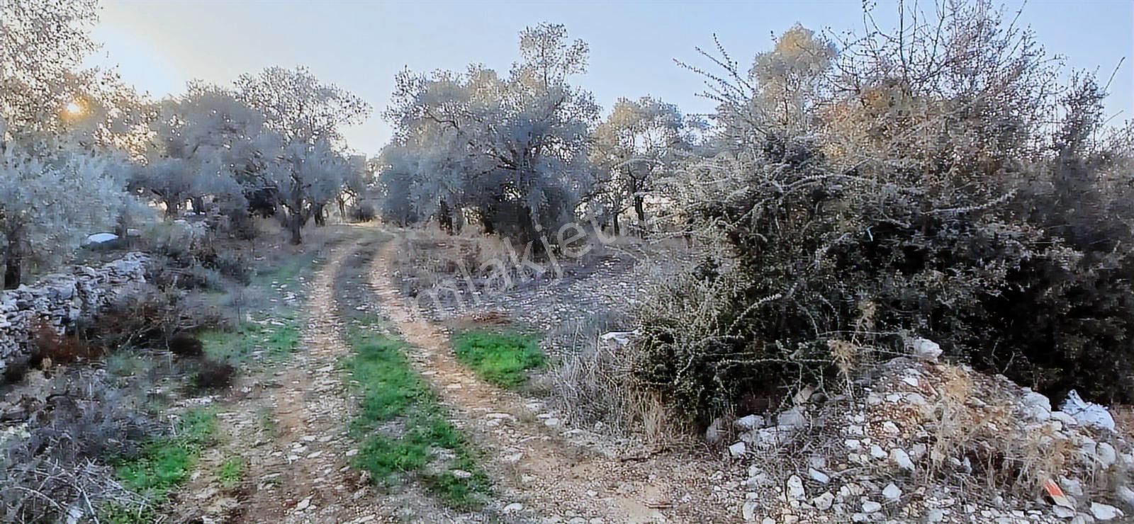 Milas Söğütcük De 1122 M2 Yola Cepheli,yatırım Yaşam Fırsatı! - Görsel 3