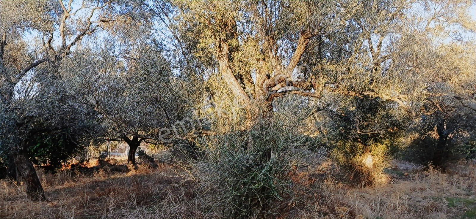 Milas Söğütcük De 1122 M2 Yola Cepheli,yatırım Yaşam Fırsatı! - Görsel 34