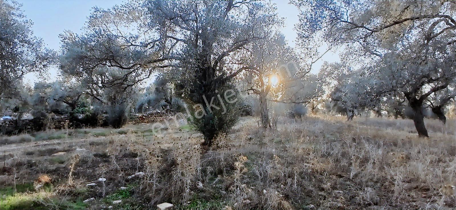 Milas Söğütcük De 1122 M2 Yola Cepheli,yatırım Yaşam Fırsatı! - Görsel 6